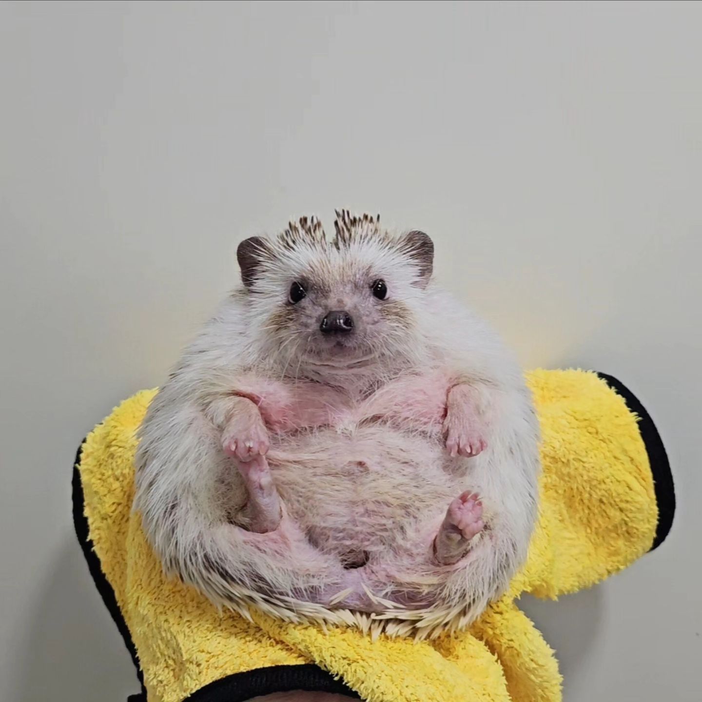 깨꿍🦔ᵏᵏᵃᵉ ᵏᵏᵘᶰᵍ
🛁🧼🫧
•
•
•
•
#응꿍뿌 #PetsofInstagram #Hedgehogs #HedgehogLovers #hedgies #pet #hedgie #hedgehogs #erizo
#반려동물 #집사 #고슴도치 #고슴도치그램 #똥싸는선인장 #hedgehog #ハリネズミ #ペット #hérisson #amazonpets #hedgehogcommunity #instagram #daily #follow4followback #좋아요 #팔로우 #likelike #fff #instagood #instadaily #amazonpets