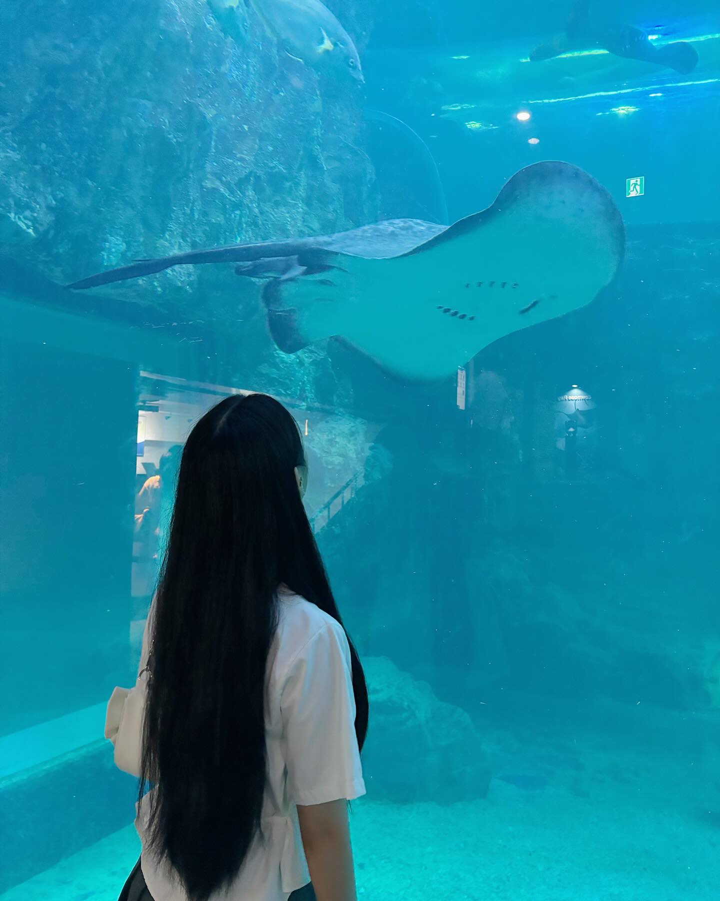 여기도 가오리 이따🐟