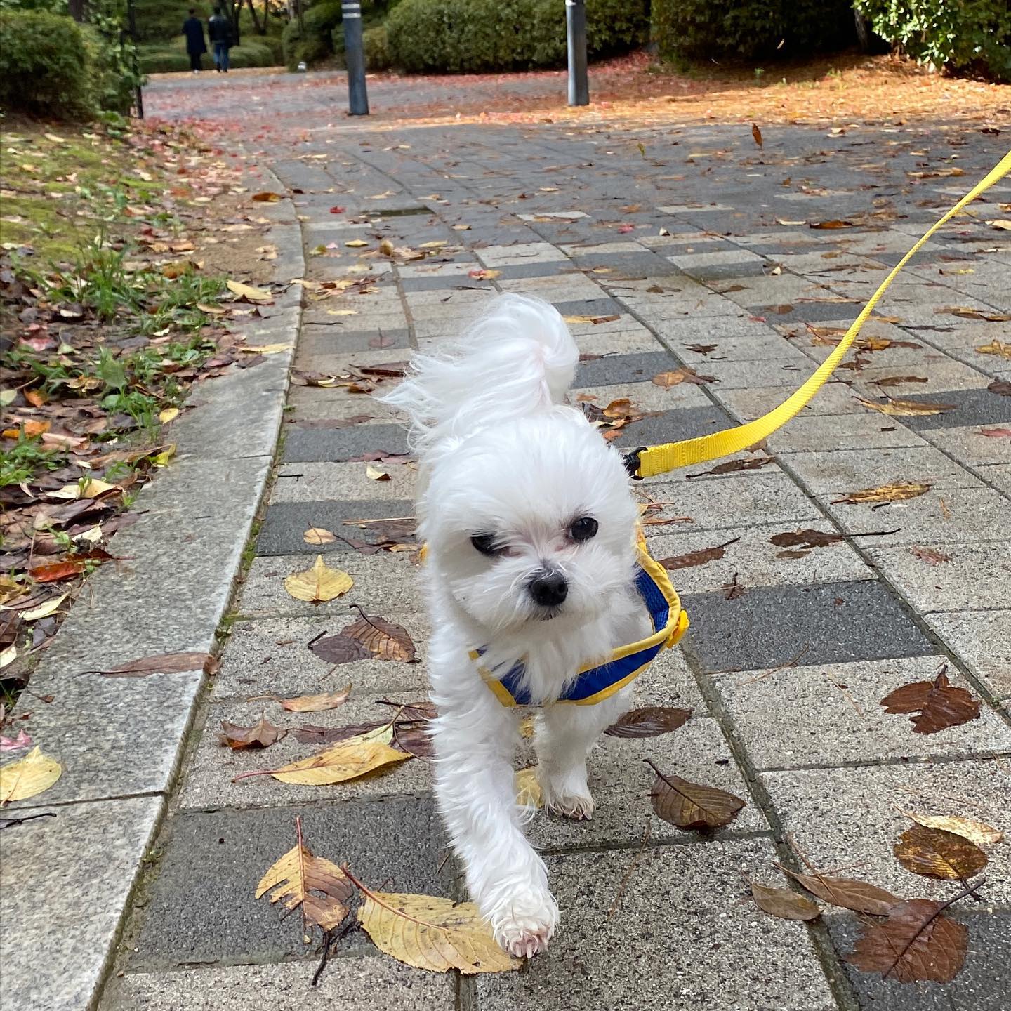 헛둘헛둘🐶🐾 
바람이 불지만!!!!!! 나는 산책한댜.😎
진지하고 비장한 표정이 뽀인트..😝 
2번째 사진… 반전매력두 잇다구😗☺️….🫣땡글눈