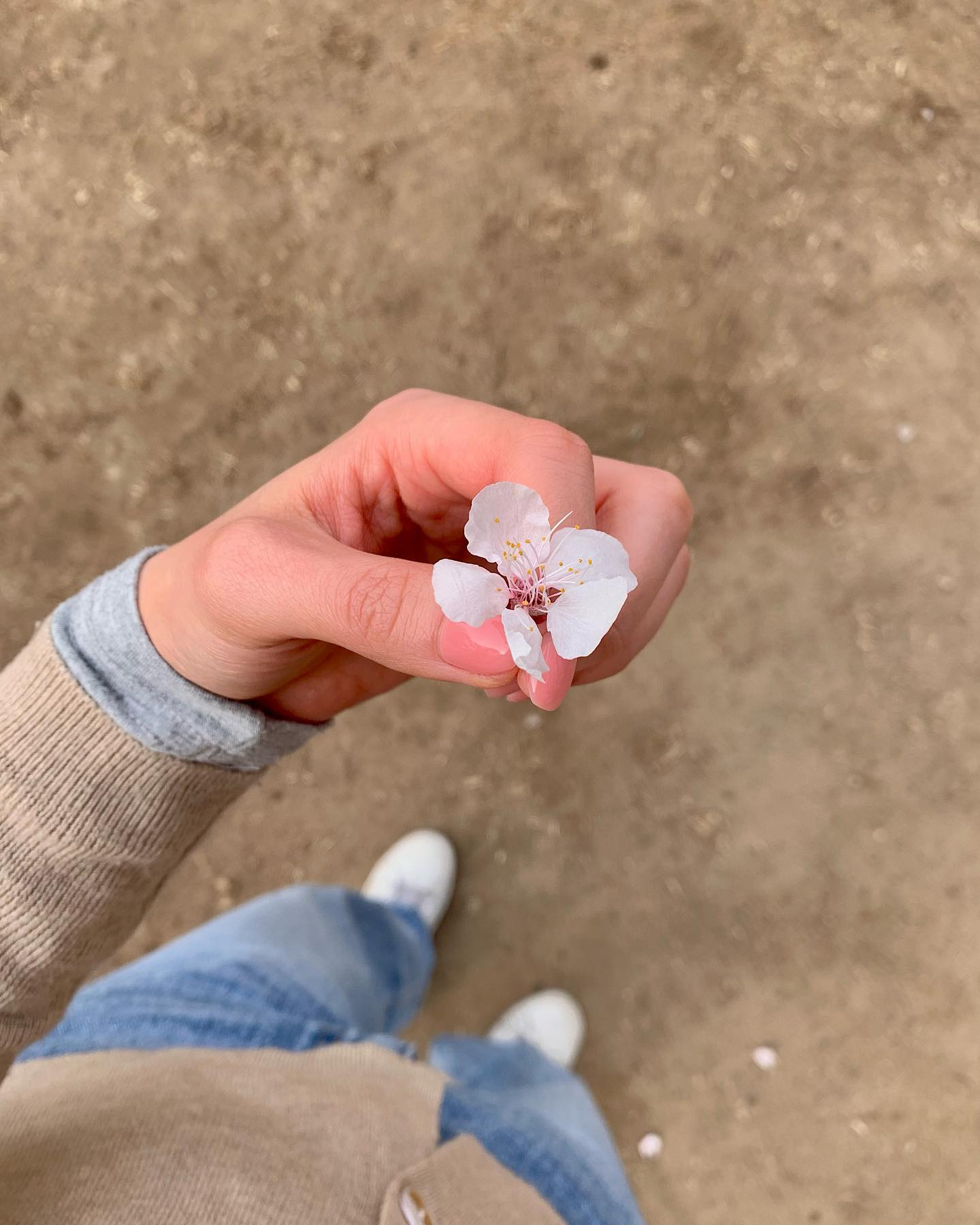 바쁜와중에 볼 수 있던 소중한 벚꽃이랑, 오랜만에 맘에 드는 안경도 발견해 행복한 요즘 🌸🤍🩶
