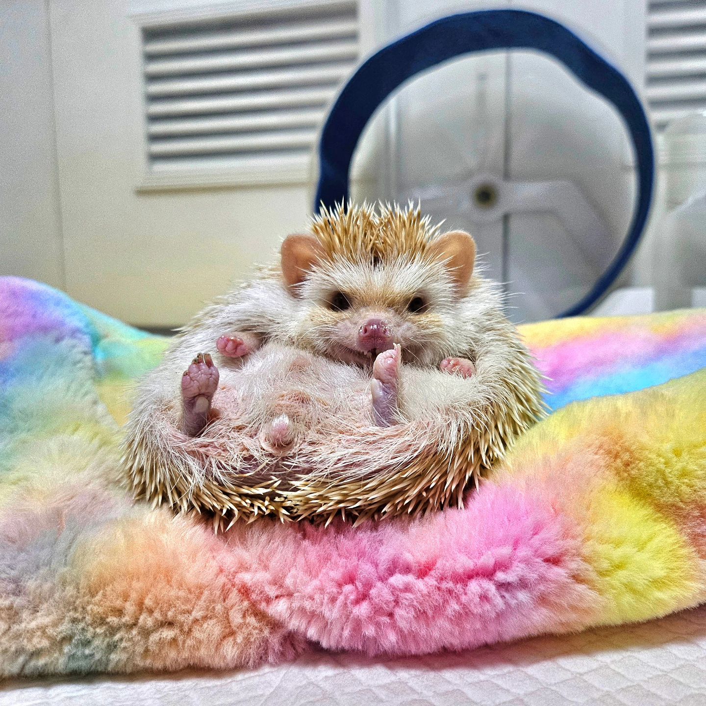 응꼬🦔ᵉᵘᶰᵍ ᵏᵏᵒ
발톱 까까떠
•
•
•
•
#응꿍뿌 #PetsofInstagram #Hedgehogs #HedgehogLovers #hedgies #pet #hedgie #hedgehogs #erizo
#반려동물 #집사 #고슴도치 #고슴도치그램 #똥싸는선인장 #hedgehog #ハリネズミ #ペット #hérisson #amazonpets #hedgehogcommunity #instagram #daily #follow4followback #좋아요 #팔로우 #likelike #fff #instagood #instadaily #amazonpets
