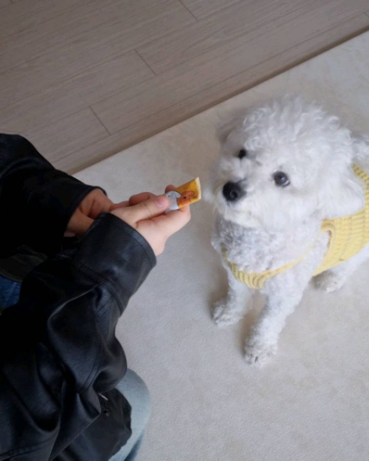 '업체로부터 제공받은 제품입니다'
요즘 우리 두부 최애간식 에그업~!
너무 순식간에 먹어버려서....ㅋㅋㅋ
슈퍼푸드가 들어간 영양간식이라 넘 좋고 우리 두부 피부 건강 생각해 피부영양제로 선택, 데일리 간식으로 딱이야~!

#에그업 #강아지간식 #강아지피부영양제 #강아지종합영양제 #애견간식 #강아지영양간식 #강아지콜라겐 #강아지피부면역 #반려동물영양제 #반려견영양제 #반려견간식 #강아지영양제 #강아지간식추천 #강아지영양제추천 #비숑 #비숑프리제 #멍스타그램 #펫스타그램