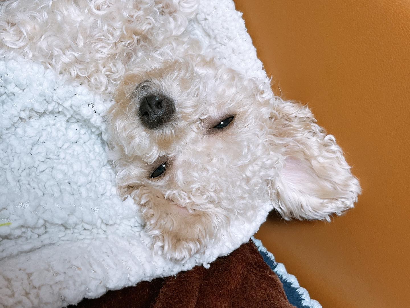 #토이푸들

넌 그냥 사랑이지♡
그래서 뭐?
별걸 다~ 

#푸들 #poodle #반려견 #멍스타
#멍팔 #멍멍이일상 #사랑해