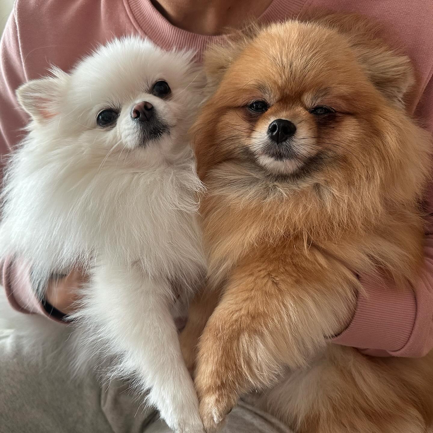 꾸뮤, 브롱  #카라_레고 #카라더봄센터