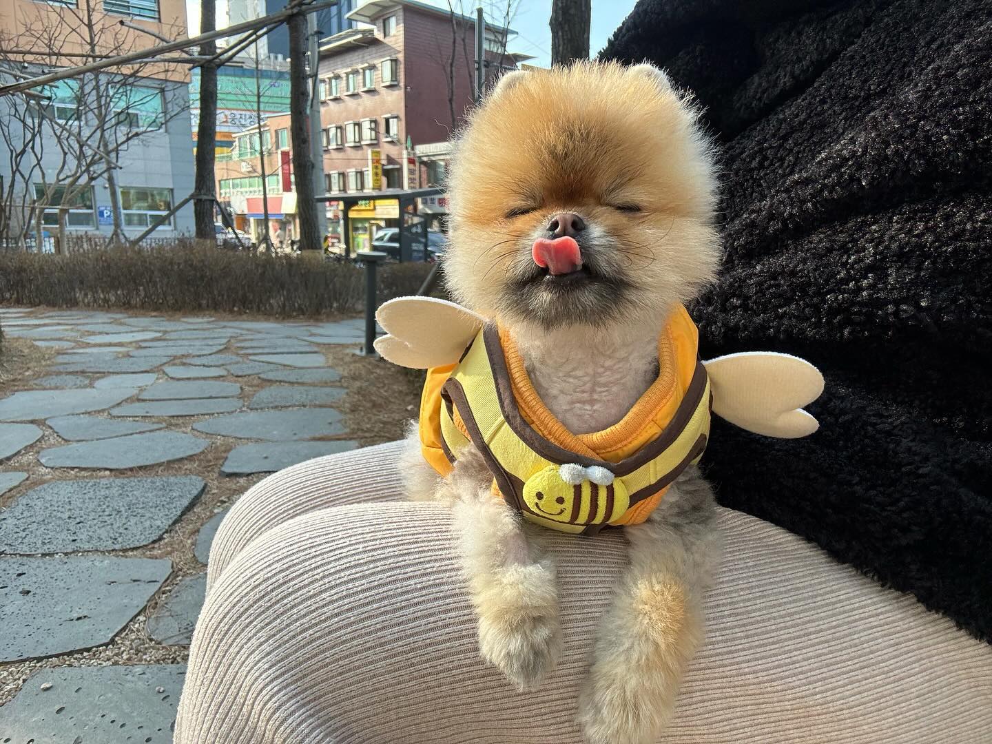 #룽지의하루 #노랑꿀벌 #댕벌 
작은누나가 청소기 돌리게 나가라고해서 큰누나랑 쫓겨난날:)