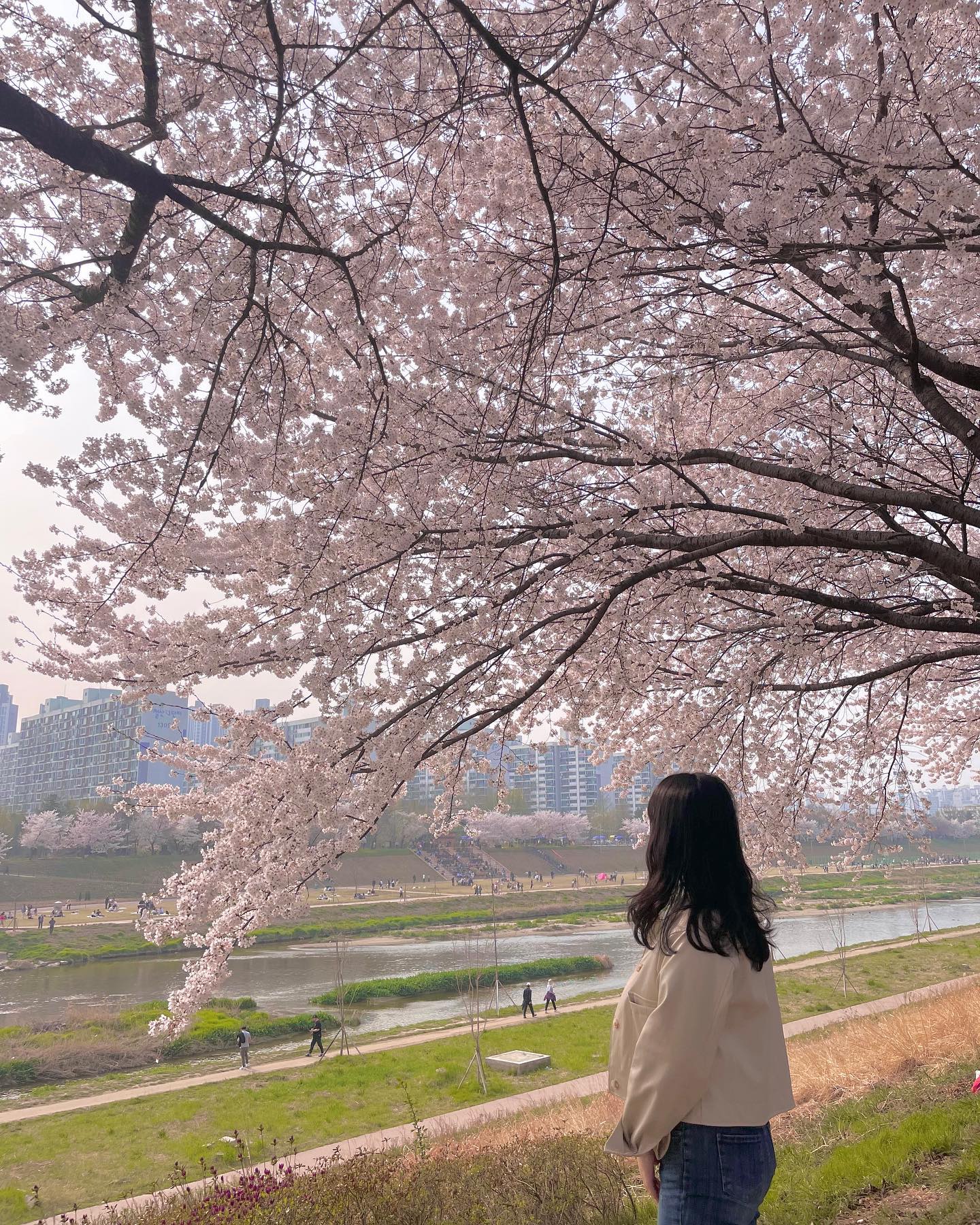 🌸 서울에서 벚꽃비를 즐길 수 있는 곳 🌸

서울 한복판에 위치해 있어서 교통편이 최고에요 👍🏻
벚꽃 + 개나리 + 공원까지 한 번에 즐길 수 있는 곳으로 피크닉까지 즐기면 그곳이 바로 헤븐…❤️
따릉이타고 벚꽃로드를 만끽해도 Good 🚲
안양천중에는 아직 덜 알려진 곳으로 인파에 치이지 않는곳❗️

서울에서 가까운 벚꽃 명소를 찾으신다면 방문 어떠세요〰️⁉️

📍서울 #안양천 (가산디지털단지에서 도보 추천)
✔️ 골든리버호텔 앞
✔️ 주차 : ❌ (도보 이용 추천)

📝 역에서 내려서 따릉이와 피크닉 둘다 즐겨보세요😁