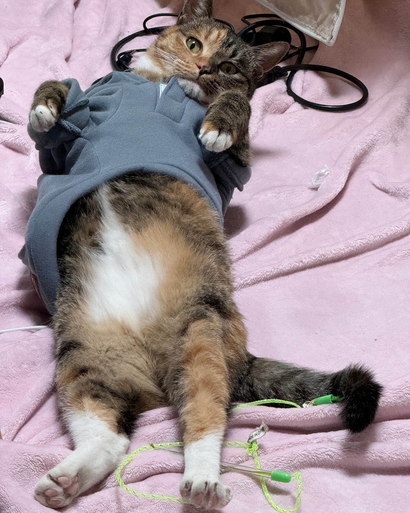 돼지고양이 김이디

#돼지고양이 #돼지냥 #고양이 #우리집고양이 #츄르를좋아해