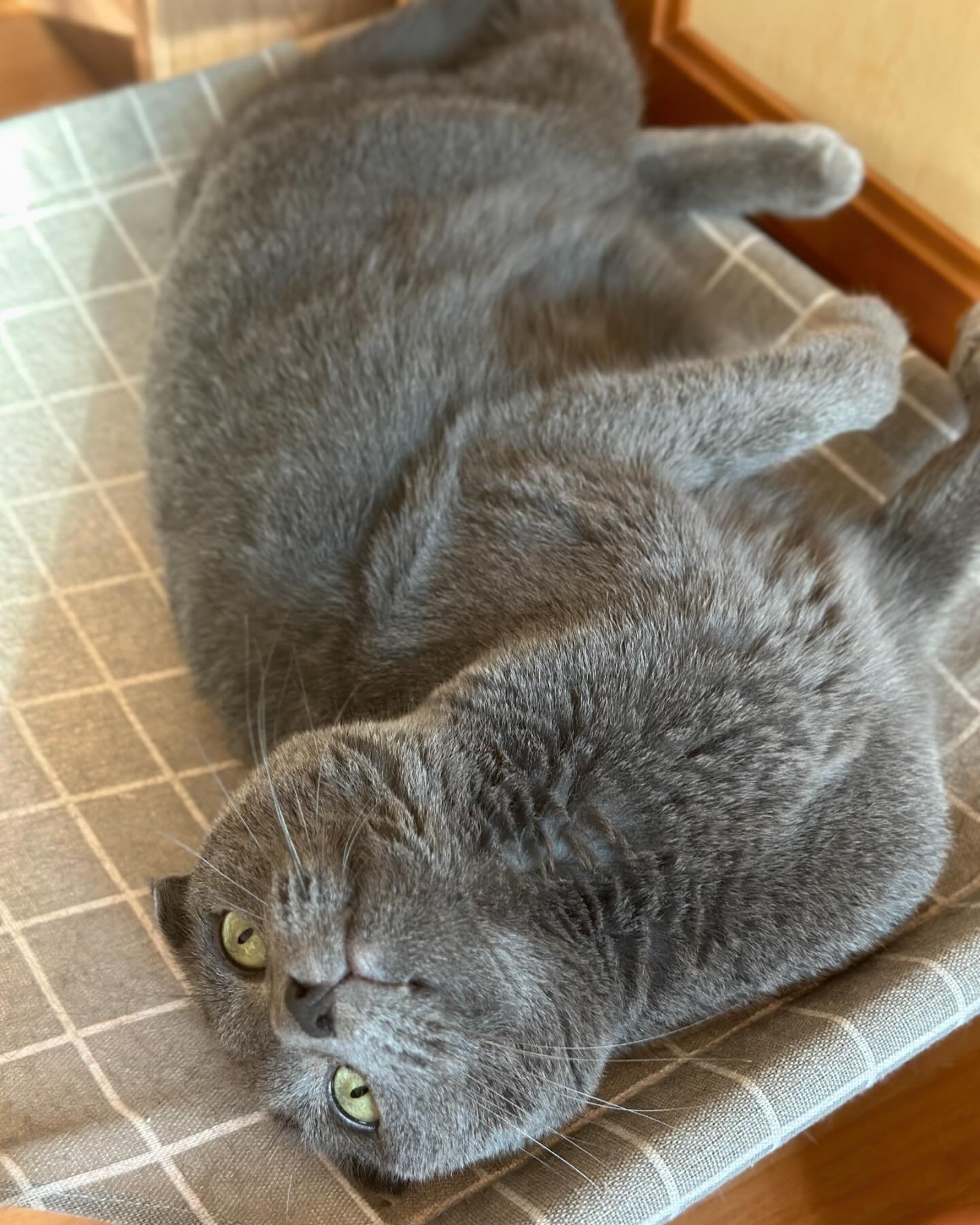 바쁘다 바빠
#고양이