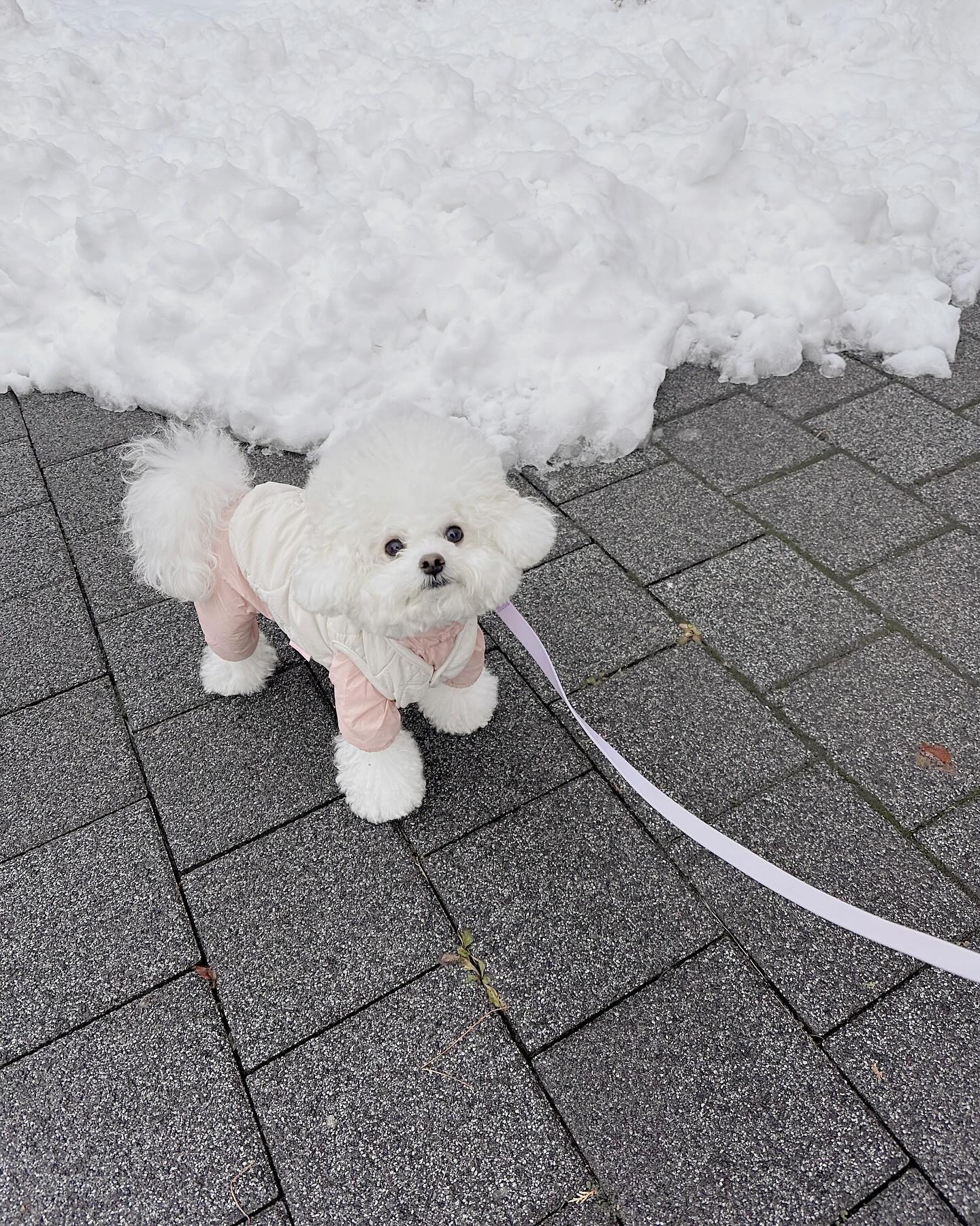 강제 눈밟기 2차전☃️

사실 보송이는 눈시러댕댕이🤣
강아지들은 거의 다 눈 좋아한다는뎅,,
보송이는 눈이 치워져있는 맨바닥으로만 걸으려고해서
일부러 눈쌓인데에 내려놓기🤭💦

억지로 어기적거리면서 오는게 귀여워서 몇번 시도하다가
결국 안아주고 끝난 눈놀이여따,,❄