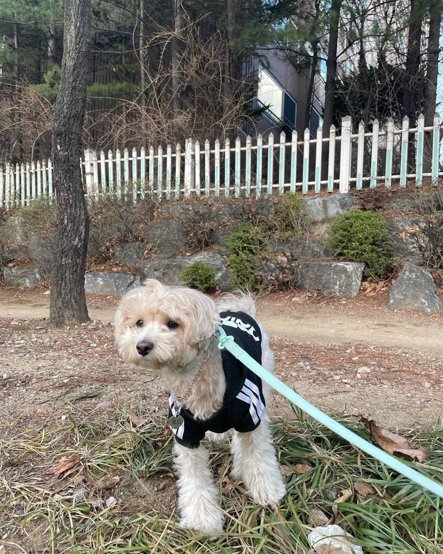 날씨 너무 좋타😃

#멍스타그램 #멍팔 #멍팔맞팔 #멍멍이그램 #멍멍 #멍뭉이 #댕댕이 #댕스타그램 #댕팔 #댕댕이스타그램 #댕댕이스타그램 #댕댕이일상 #말티푸스타그램