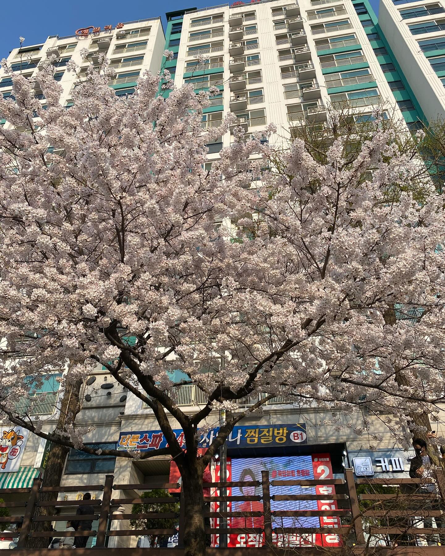 #불광천#벚꽃축제#벚꽃