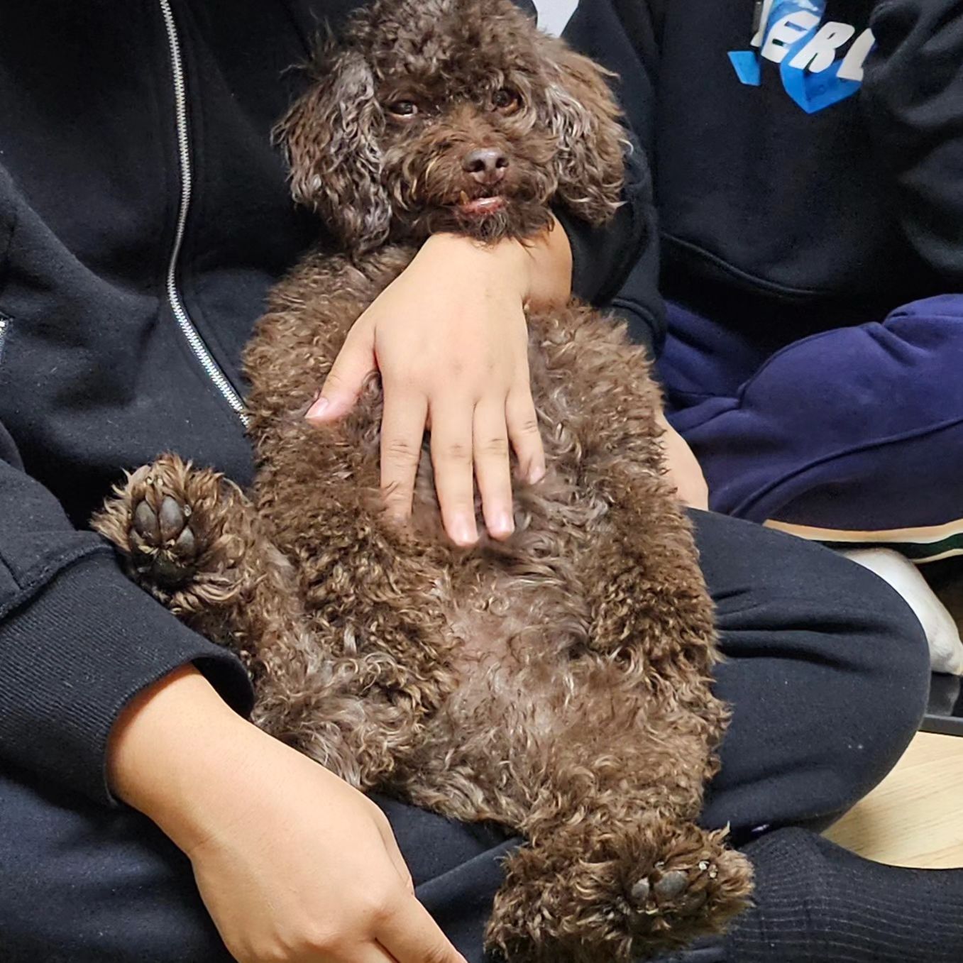 우리집 막내 포비🤎 심드렁한 표정 넘 귀여워ㅎㅎㅎ😘

#푸들스타그램 
#푸들일상
