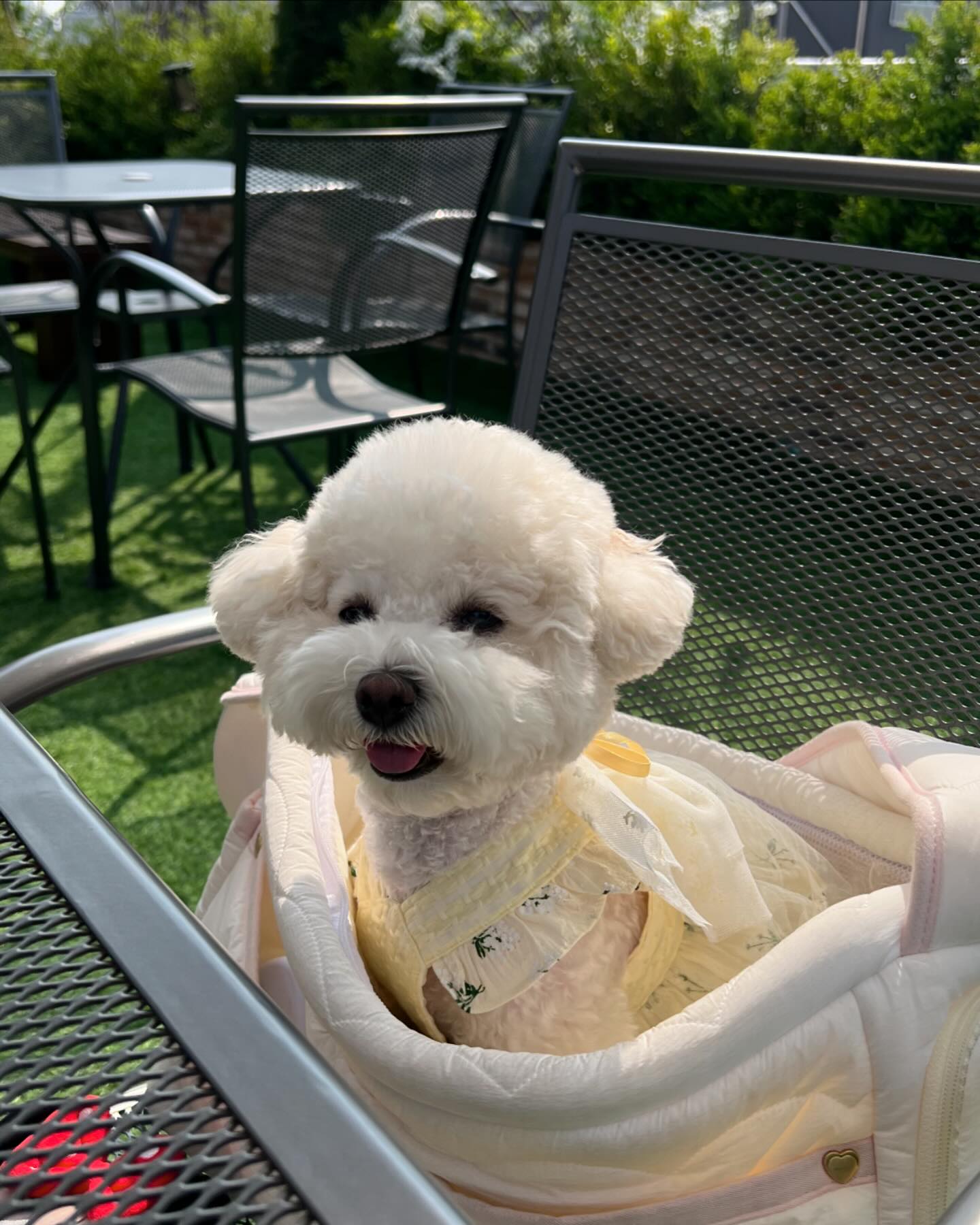 듑이랑 두번째 벚꽃데뚜🌸💕