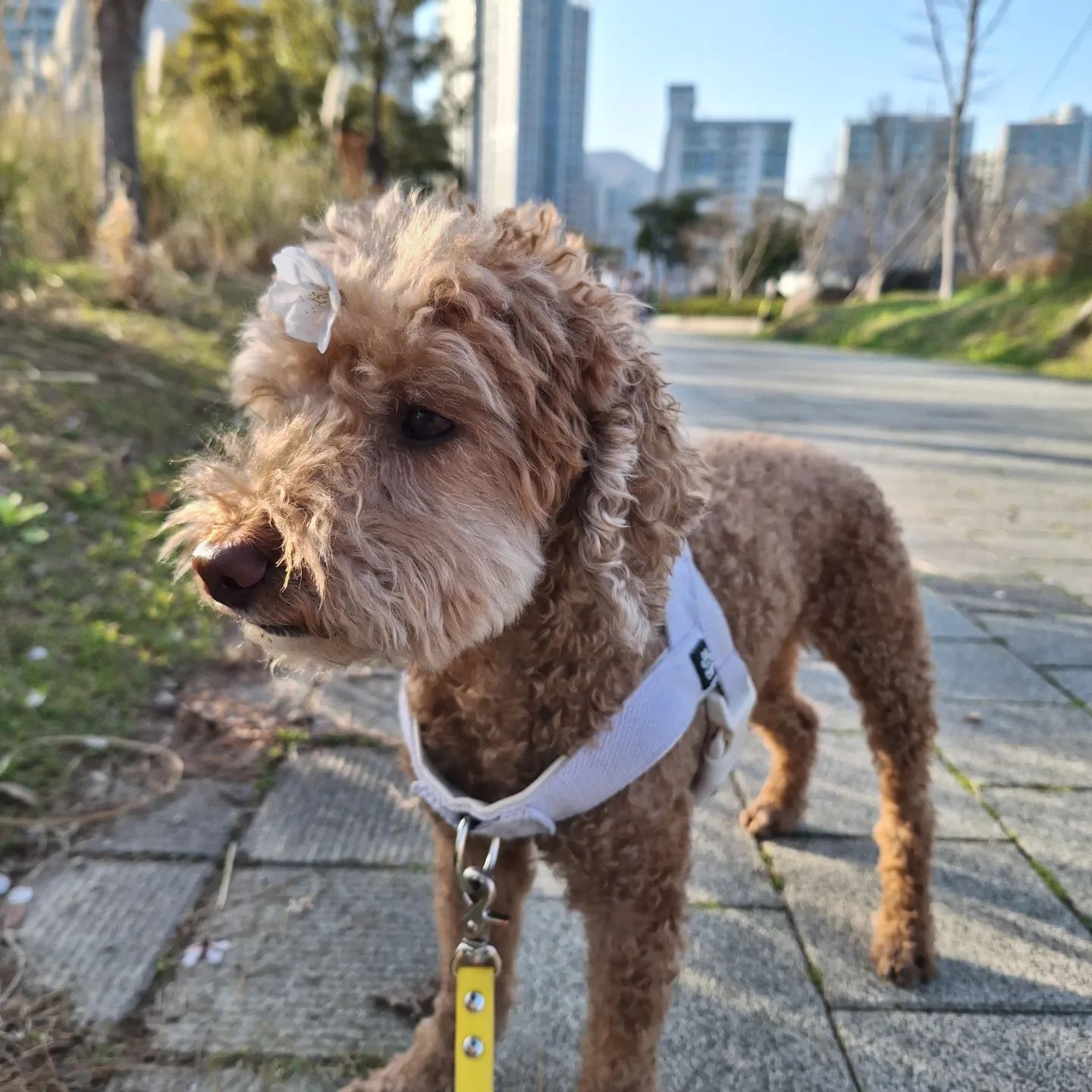 벚꽃놀이 나온 잘 생긴 꽃개 🌸🐶