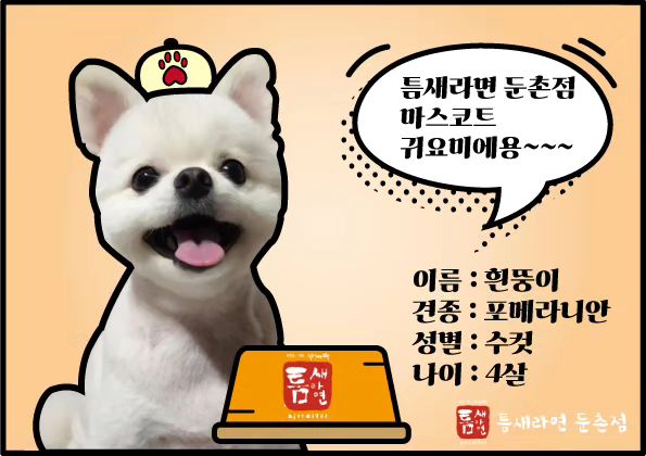 틈새라면 둔촌점 오시면 저를 만나실 수 있어요
- 흰뚱이 -

#틈새라면 #틈새라면둔촌점 #포메라니안 #pomeranian #서울매운라면 #라면맛집