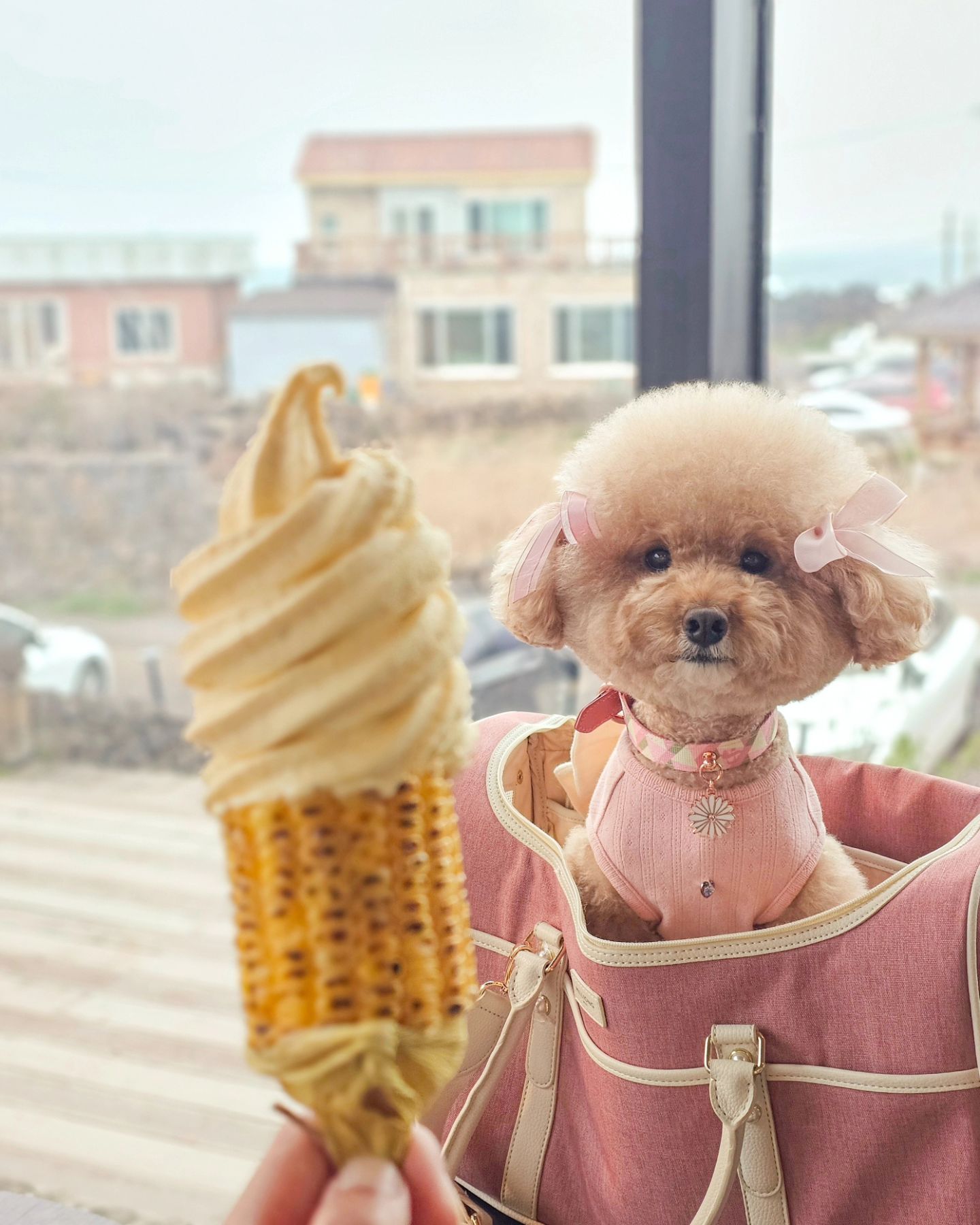 #점점 🌽
진짜 꼭 먹고 말겠다 다짐했던 초당 옥수수 아이스크림 🍦
갈 때마다 만석이어서 오기가 생기게 하는 카페😤
저번에 못 먹구 가서 아쉬웠는데 이번에 드뎌//

맛은.. 내가 생각했던 달콤고소 바로 그 맛🤍
다들 제발 한번만 먹어봐여..🥹ㅎㅎ

초당옥수수 라떼도 맛있어요🍵
끝 맛이 아주 굿이라오🌽 

마이 약올리면서 먹는 조카 킹받네ㅋㅋ
jeomjeom__

#카페점점 #제주카페 #조천카페 #제주애견동반카페 #제주애견동반 #제주도맛집 #제주핫플 #초당옥수수아이스크림 #아이스크림맛집