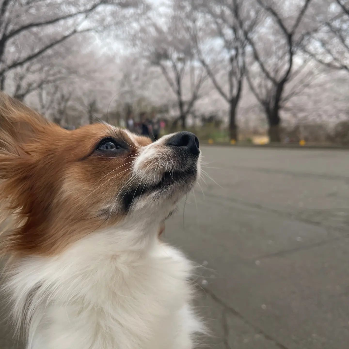 오늘은 온니들 몰래 엄마랑 벚꽃데이투하구와따🌸🌸🌸🌸🌸🌸🌸