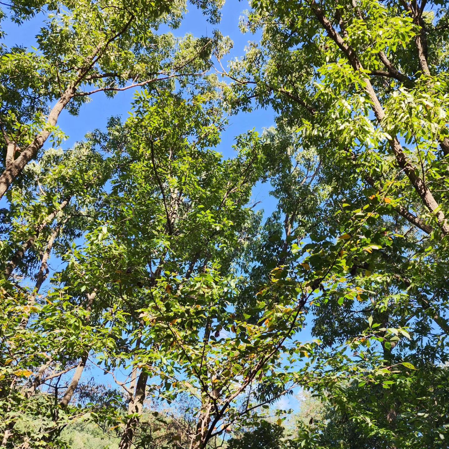 우리의 최애휴양림💚🌿😌
:
:
#상당산성자연휴양림#청주
#상당산성#청주휴양림
#청주가볼만한곳#자연휴양림
#일상#데일리#선팔#맞팔#좋아요
#daily#instago#f4f#follow