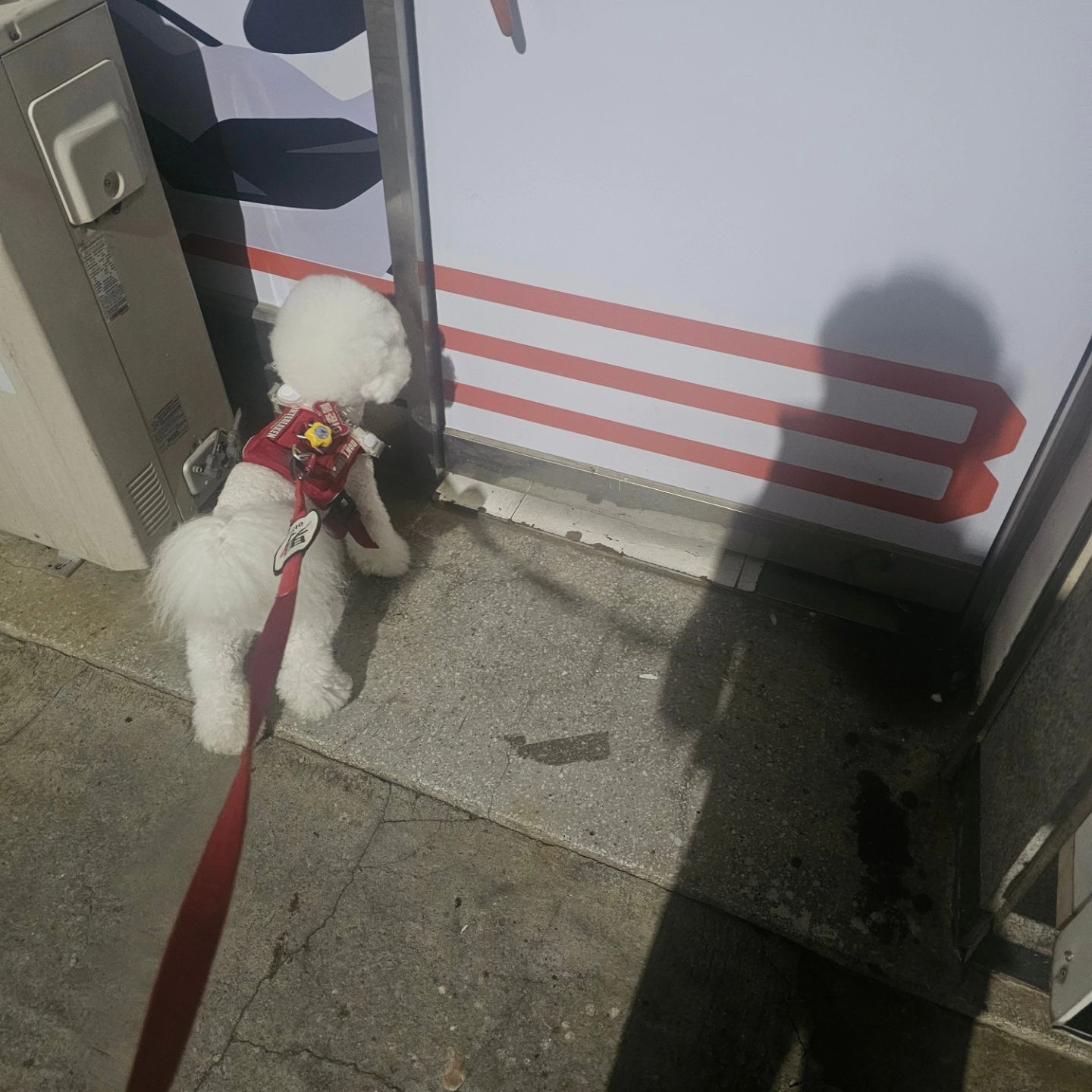 🐶 아무도안계시나여,,

가게근처 산책할때마다 
앞장서서 가는곳🛵

아무도 없으면 어때😁😁😁
춘봉이 자리만 있으면대찌👌❤️

.
.
.
.
개진상,,,,🐶👹
얼마전까지만해도
아무도 없는거 확인하면 다시 나갔는데
이젠 나갈생각이 없나보다😮‍💨😮‍💨
이춘봉 월세 내야할듯🔥
.
.
.
#사무실시원해서좋음 #물한잔하고갈게요