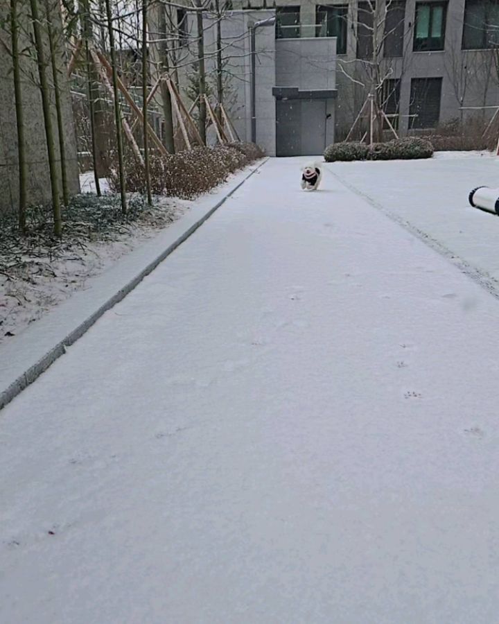 #❄️

펑펑 눈이 옵니다
염화칼슘 좀 안뿌렸으면 좋겠다~~~
경비아저씨 일 하시기 전에 눈밭 뛰뛰

열심히 논 울애기🩷