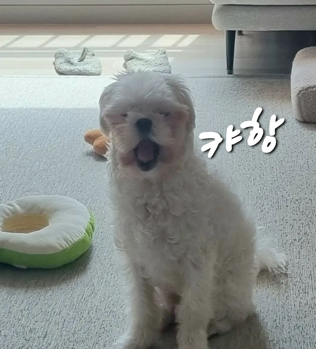 우리집
작은사자
귀여워쥬금💕
하품하던순간
못난이샷건졌다
.
.
.
#반려견#인스타소통#댕멍#강아지일상#운동일상#부부그램#우리집이야기#셀스타그램얼스타그램#강아지스타그램#소중해#귀여운건못참지#일상소통#좋아요#좋아요반사