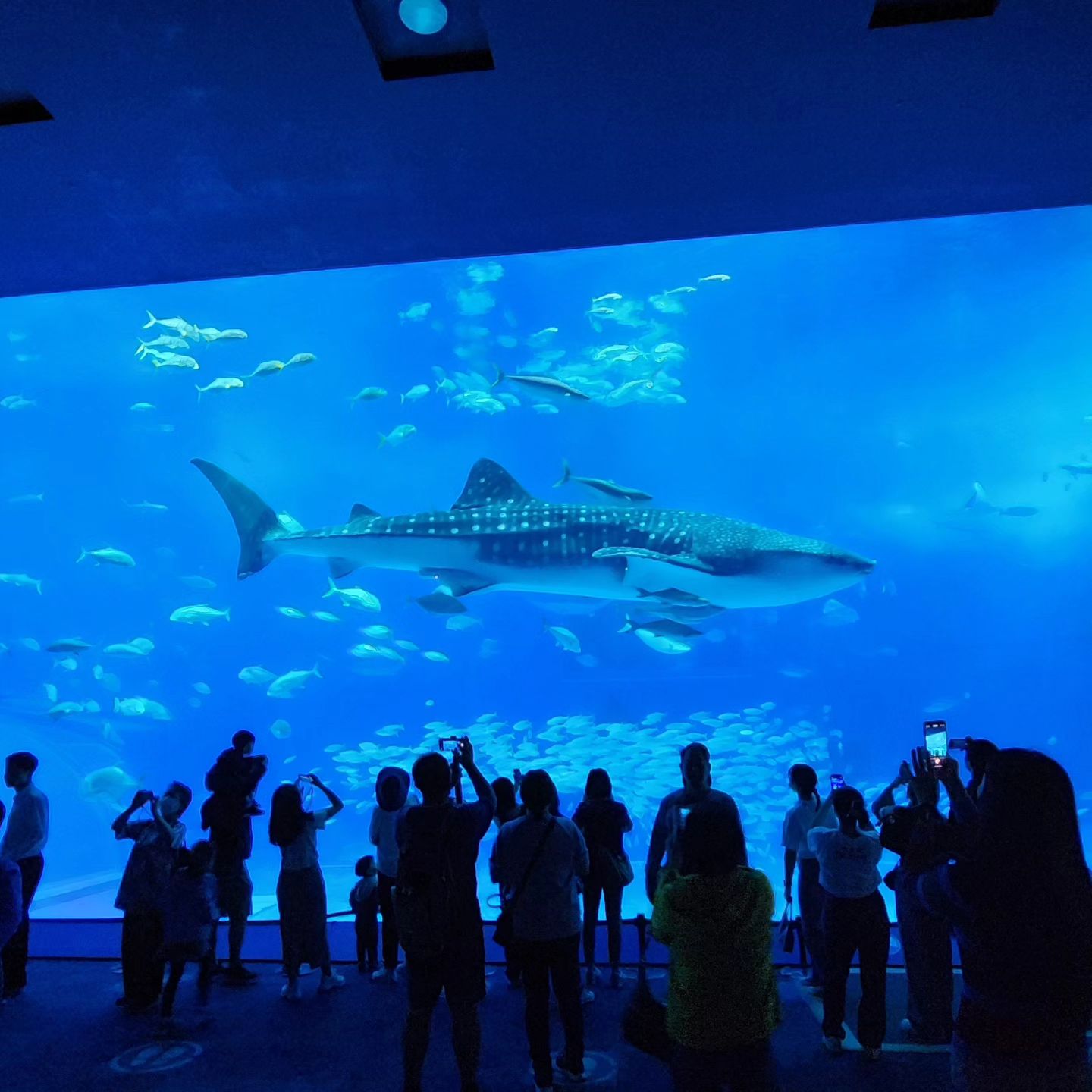 #오키나와 #여행스타그램 #추라우미수족관🐳  #오키나와여행

안녕? 올만이네?