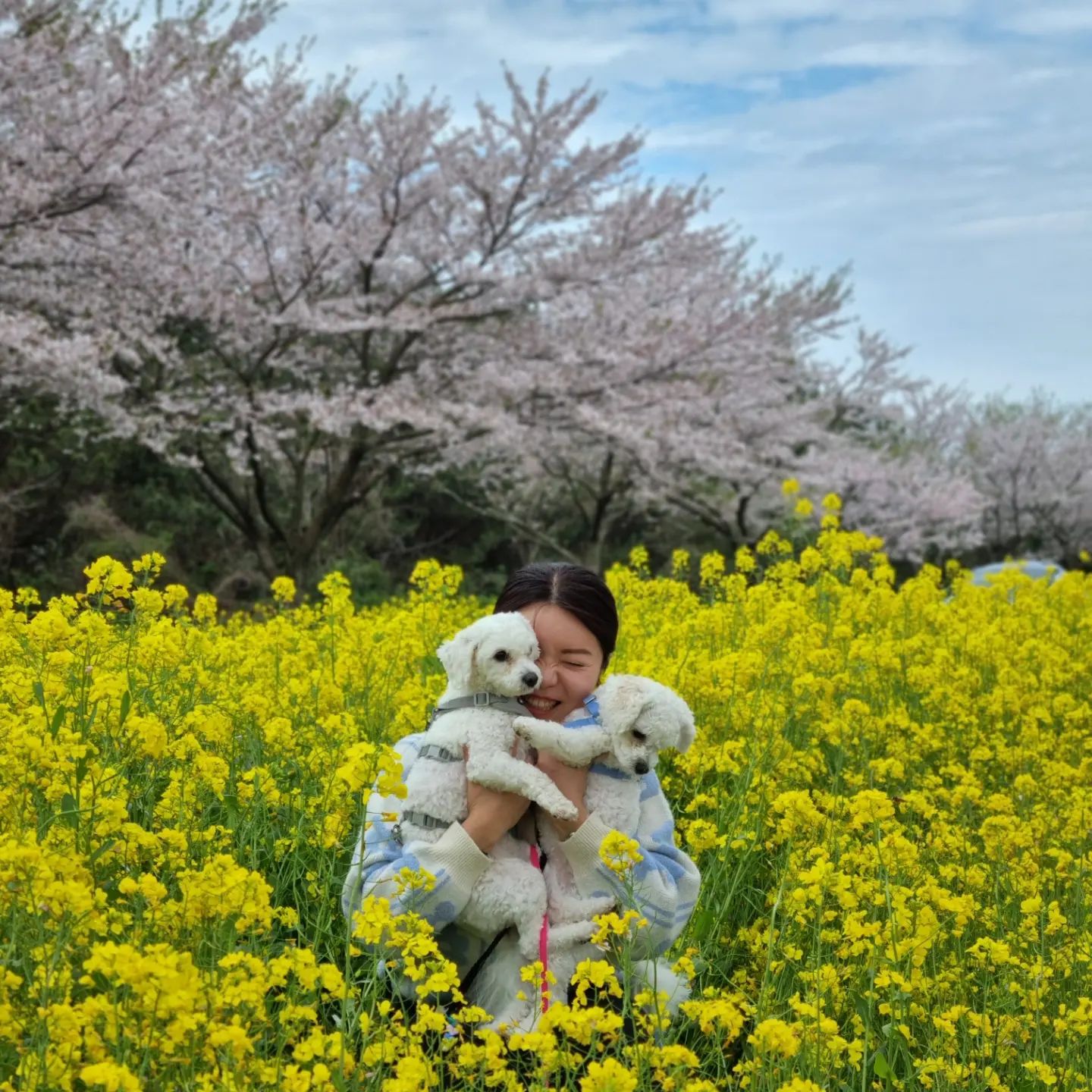 올해의 꽃놀이🌼🌸