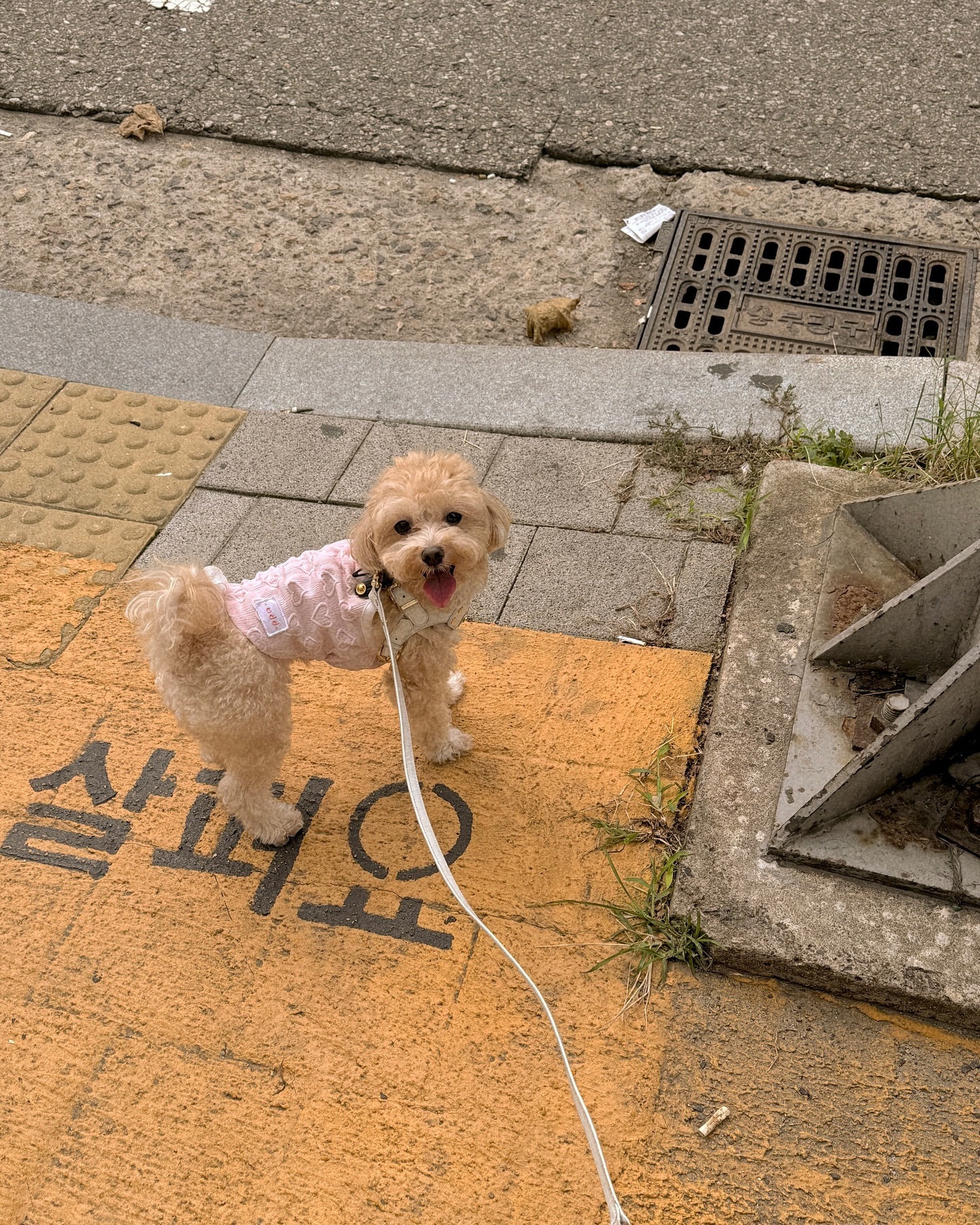 #해피추석 
다들 뭐하고 있오? 🐶
추석엔 역시 산책이 최고지〰️🐾

#추석 #강아지 #말티푸 #한가위 #추석연휴 #추석인사 #강아지일상 
#강아지그램 #견주소통 #말티즈 #푸들 #강아지모델 #댕팔맞팔
