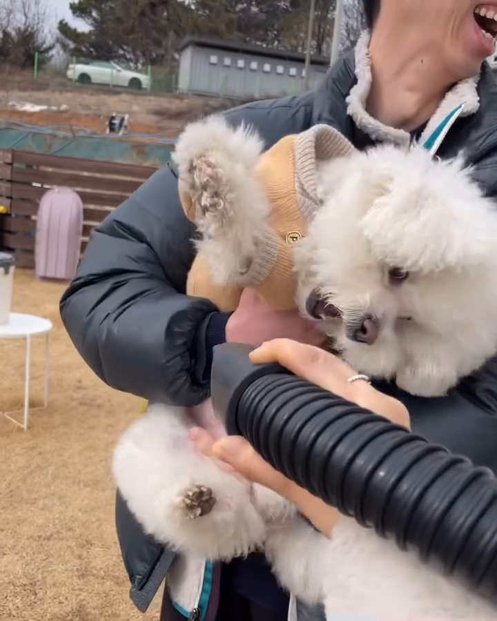 아..아니… 잔디 좀 털자고오오오…🙄
.
.
#푸푸일상
#푸푸살려