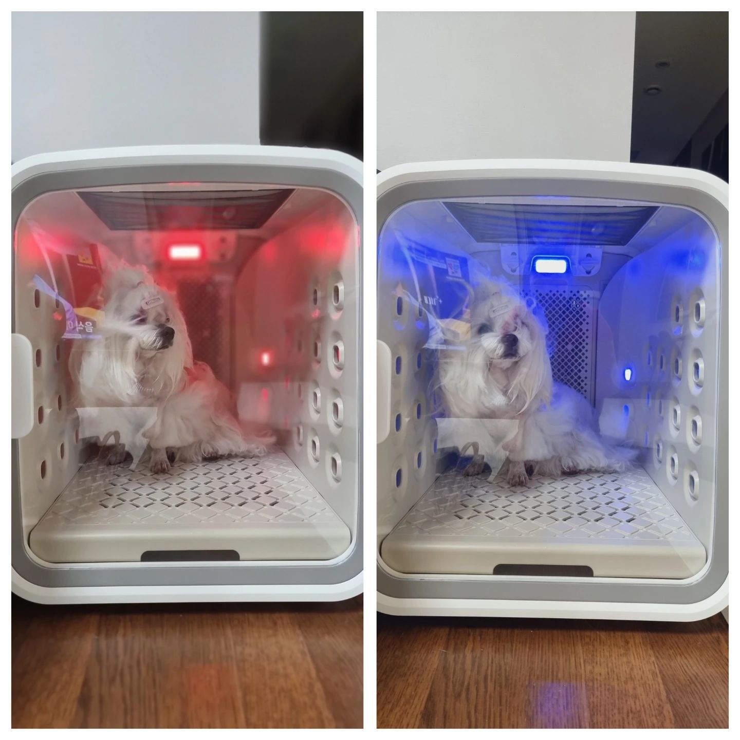 오잉~ 이런기능도 있었네?

다시읽어보니 🔴🟣🔵단계로 청정상태도 알려주네😊

목욕시킬려고 산책 빡시게시켰다가 

귀찮아서 그냥 에어샤워만 해줄려고 했더니 

🔴빨간불들어와버림🤣🤣

🔵파란불로 변하긴 했지만

청정하지못한애랑 자기 찜찜해서 목욕시켰네🤣🤣

#김아라만 #억울하다억울해 #강아지드라이룸 
#판타롱인데40분만에마름👍