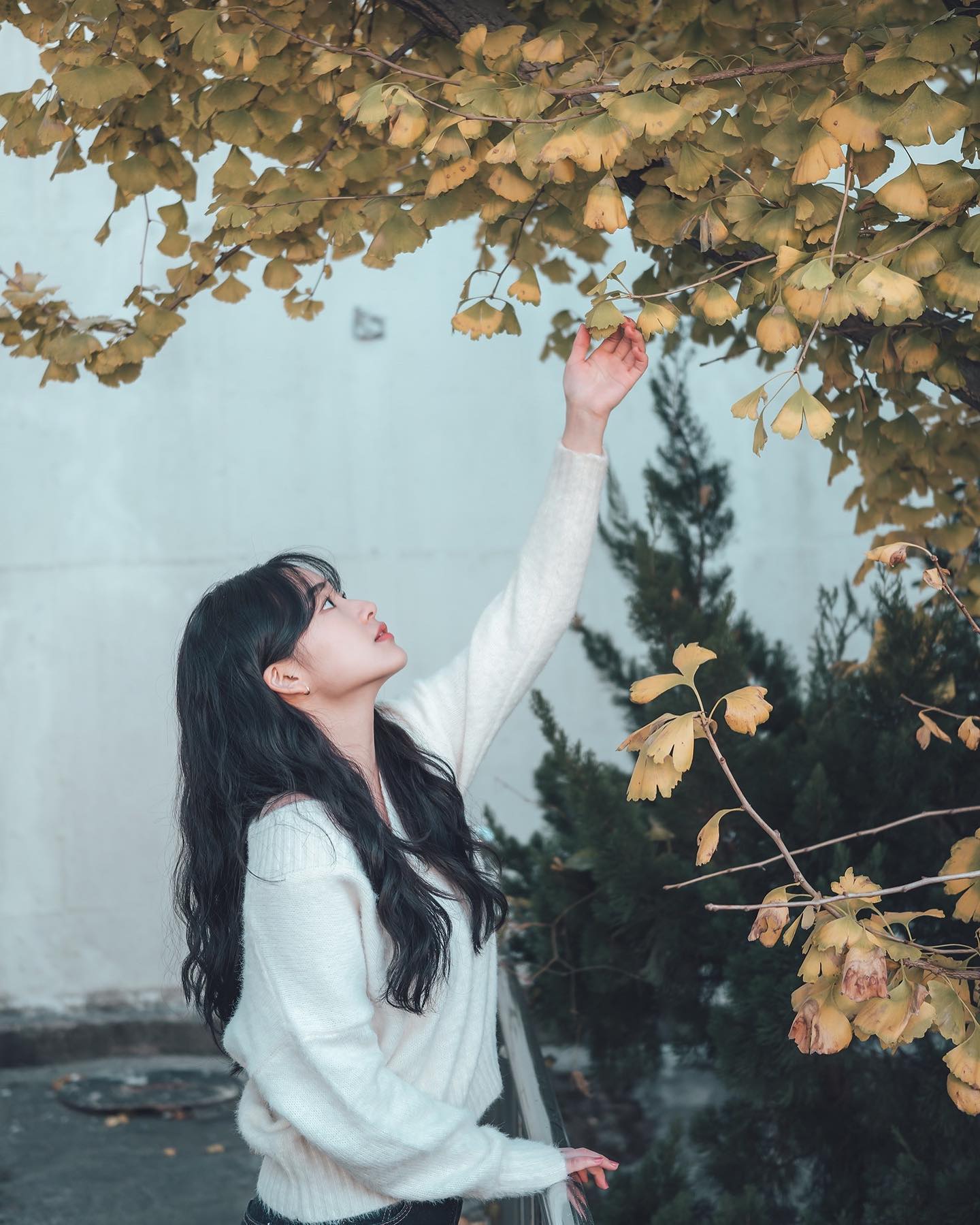 푸-푸우 🍂