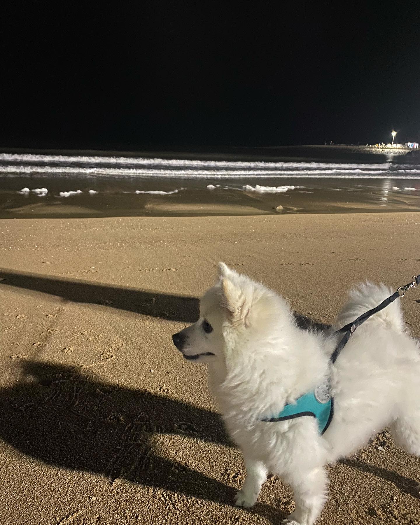 바다 다녀왔멍🌊🐶