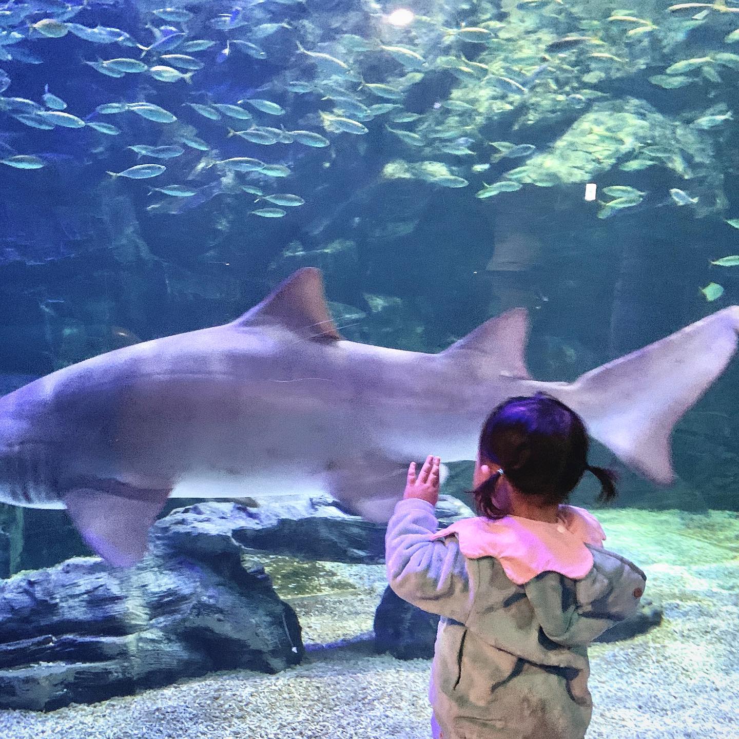 🦈

울 애기 다른 아가들에 비해 늦게 걸었는데
걷기 단계 쩜프 하고 바로 뛰는데여;;
노모 쫓아다니기 힘들어 죽겠고요 ? ㅎㅎ

#네다음유산소

살은 앙빠짐...🥲