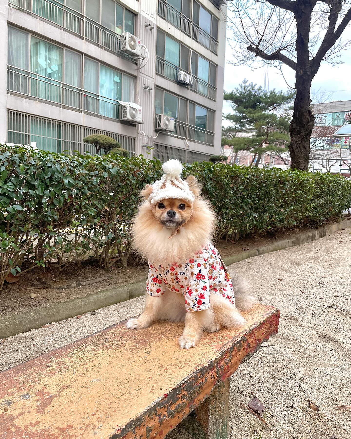 #2024 #해피뉴이어 
칭구들 모두 햅삐뉴이어〰️❤️
칭구들도 신나는 산책으로 새해를 시작했찌?😝❤️
2024년 올해는 모두가 건강하고 행복하고 
웃음 가득한 한해가 되길 바라❤️

TMI지만 10개월전에 잃어버린 줄 알았던 인식표를 
항상 가던 놀이터에서 찾았어요..!!🥹 내돈내산으로 
처음 산 인식표라 심혈을 기울이며 골랐었는데..😅 
새해엔 좋은일이 가득할거라는 신호가 아닐까 하는 
희망을 안고 올해를 시작하네요!!😚

2023년엔 이런저런 일들이 많아 소통도 활발히 못하고 
피드도 꾸준히 못올려서 아쉬운 한해였어요🥲 
그럼에도 콩일 기억해주시고 예뻐해주시고 
항상 좋은 말 가득 남겨주셔서 정말 감사해요❤️ 
꾸준히 그리고 활발하게 소통하는걸 목표로 
2024년을 채워나갈게요!!❤️ 모두 햅삐뉴이어🫶🏻

콩 모자 🏷️ 눈나표😝