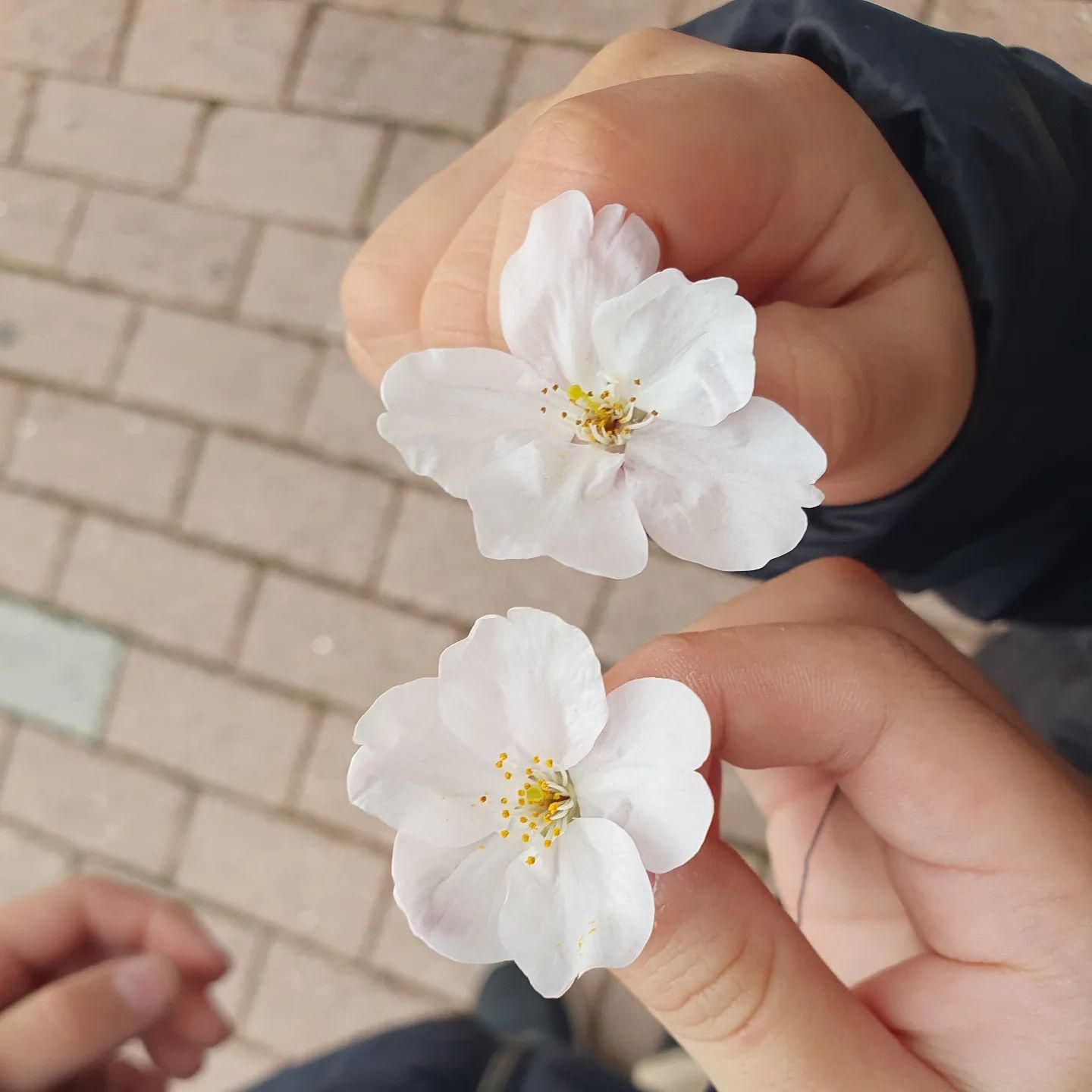 봄이네 봄