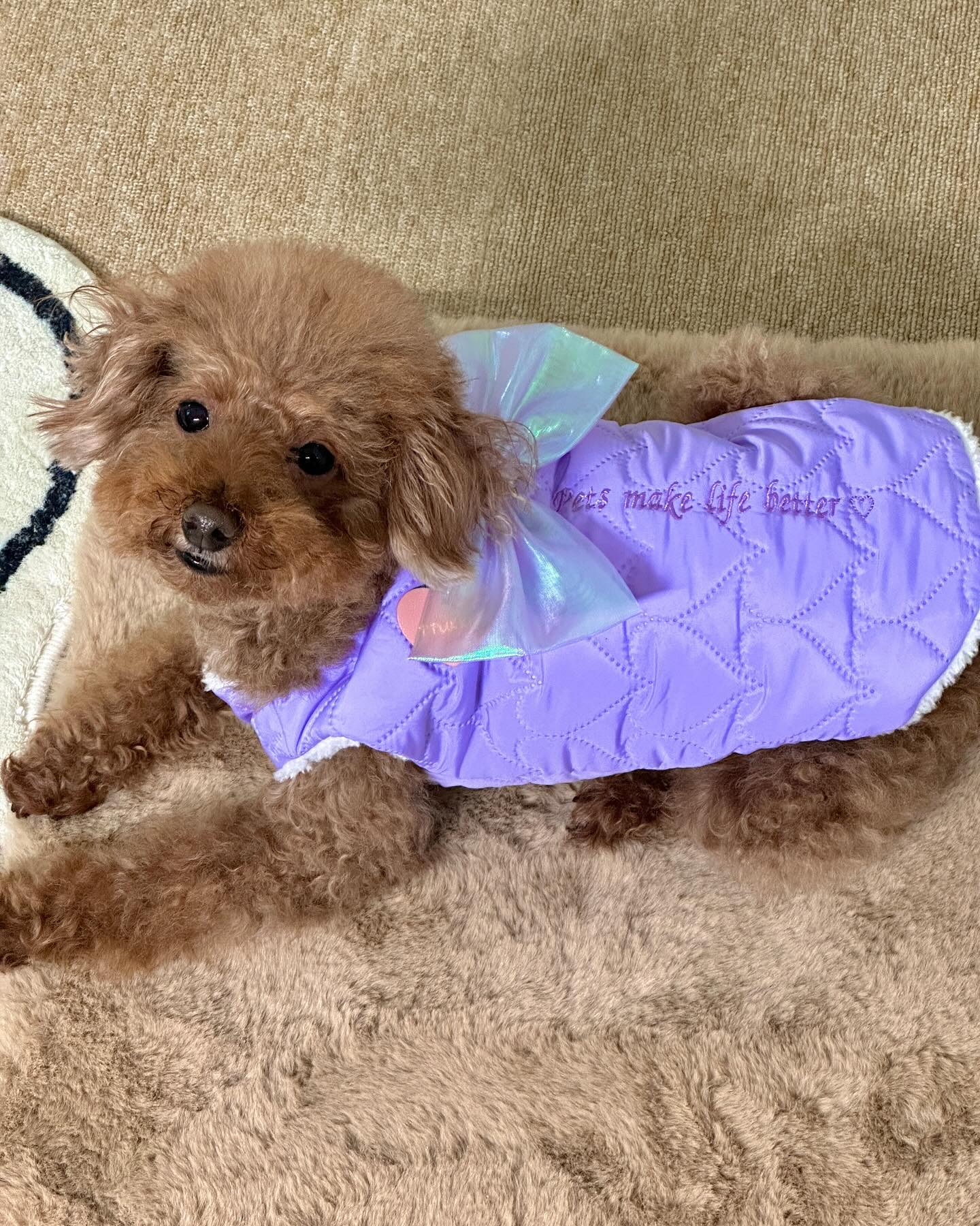 #벨루스펫서포터즈

뿌꾸의 𝙥𝙪𝙧𝙥𝙡𝙚 패딩💜

아무리봐도 예쀼단 말야..⁉️
앞구르기 하며 봐도 영롱영롱 빛나는 리본이
공듀공듀하지않앙⁉️👸

겨울철 옷이 두꺼워지면서 예뿐옷 찾기 힘든데
요고요고 요물이라규🌟

너무 추울땐 안에 이너입고 입으면 
무겁지도 않고, 가볍고 따땃하게☀️

왜냐⁉️

안쪽에 양털이 뽀글뽀글 있고등🐑🤍

📮뿌꾸의 하트블링패딩조끼💜

👗 belluspet_official 

#강아지패딩 #벨루스펫 #강아지겨울옷
