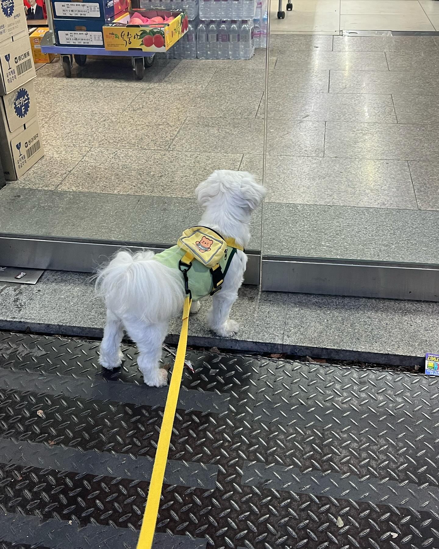 문 열어주쎄요🐶