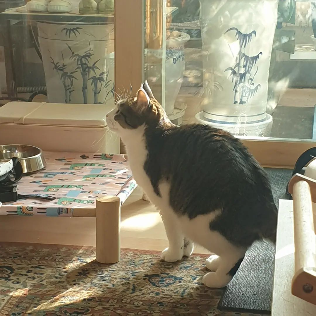 햇살 아콩😺💕🌞