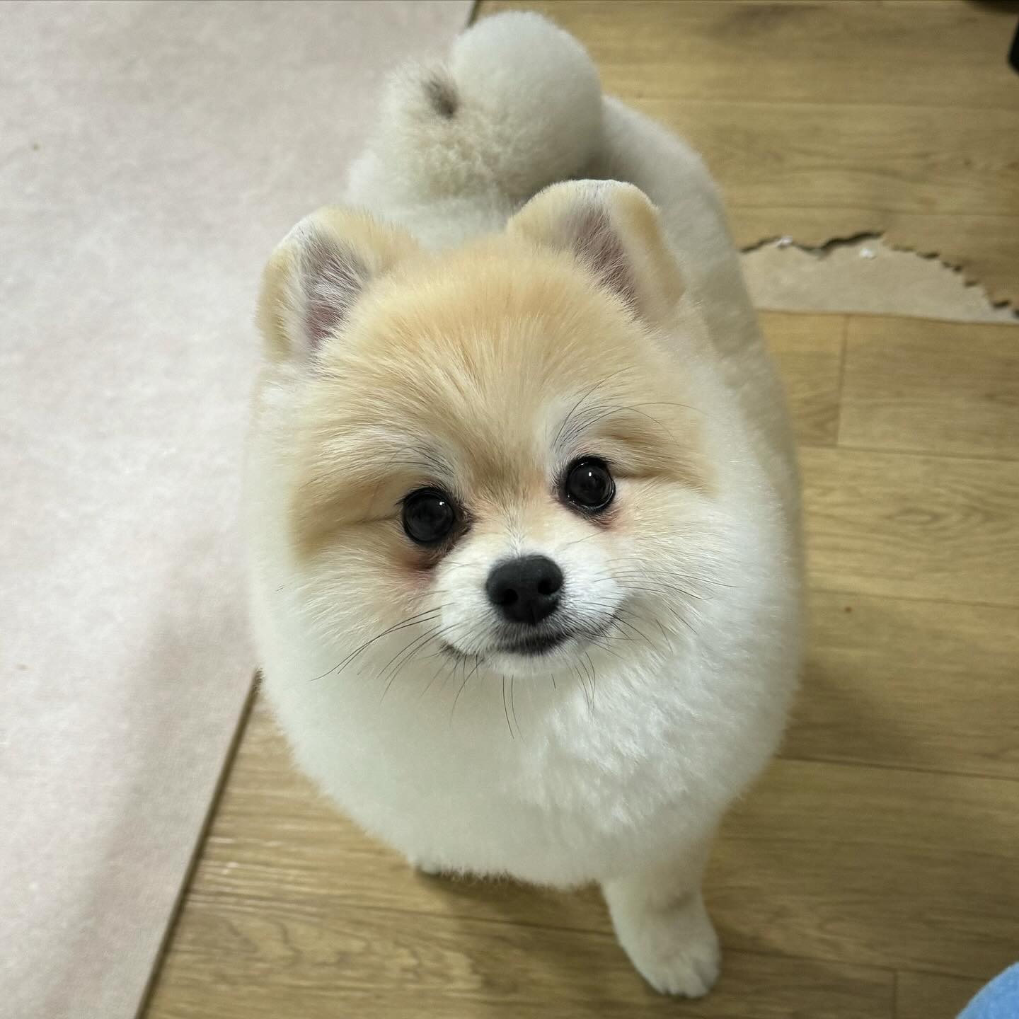 집에 왔더니 트푸 왔길래 맛보기로 패티 하나 주니까 눈빛이 선하게 바껴써요 ,, 🩷
trustyfood_official