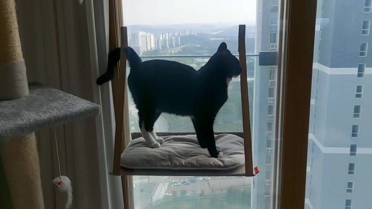 고양이 창문 캣타워 애니멀리프 고양이해먹 예쁘고 튼튼함:)