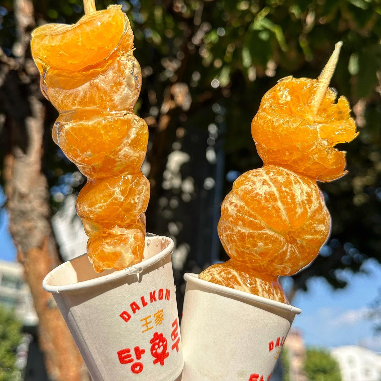 왕가 탕후루에도 이제 통귤 탕후루 판다!
통귤 먹으러 제주도 갈뻔했네ㅠ

#통귤탕후루
4000원에 작은 귤 3개
새콤하니 과즙 폭발 미쳐벌임
근데 너무 폭벌해서 더 흘리고 끈적ending
하지만 시원새콤 넘 맛있다
내 기준 왕가 top3안에 듬

#귤탕후루
3000원에 귤 약14~15알정도 들어있는것같음
알알이라 쉽게 미지근해져서 통귤보더는 덜 새콤시원하다
비교적 먹기 쉽지만 비교적이랬지 완전 쉽다고는 안했다

결론: 통귤 승🧡

📍구매는 #왕가탕후루 
💳통귤:4000원 / 귤:3000원

#먹방탐험가 #먹탐 #탕후루 #왕가탕후루 #귤탕후루 #탕후루 #통귤탕후루 #탕후루추천 #왕가탕후루서울대벤처타운점 #귤디저트 #탕후루맛집 #디저트신상 #통귤 #귤