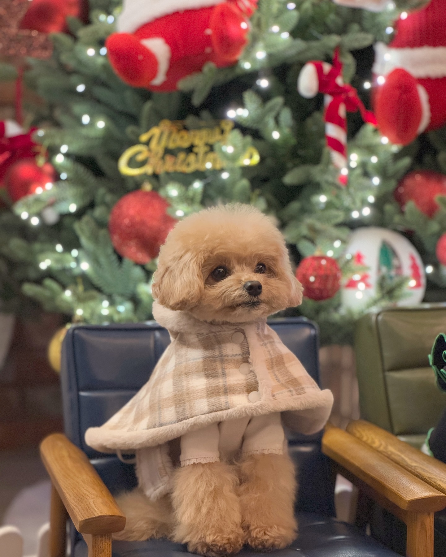 ⠀
올해 첫 트리🎄
애카 트리가 이렇게 예뻐도 되는거냐구..
이맛에 트리사냥 하는구나~~

🏷️ mungs_cross