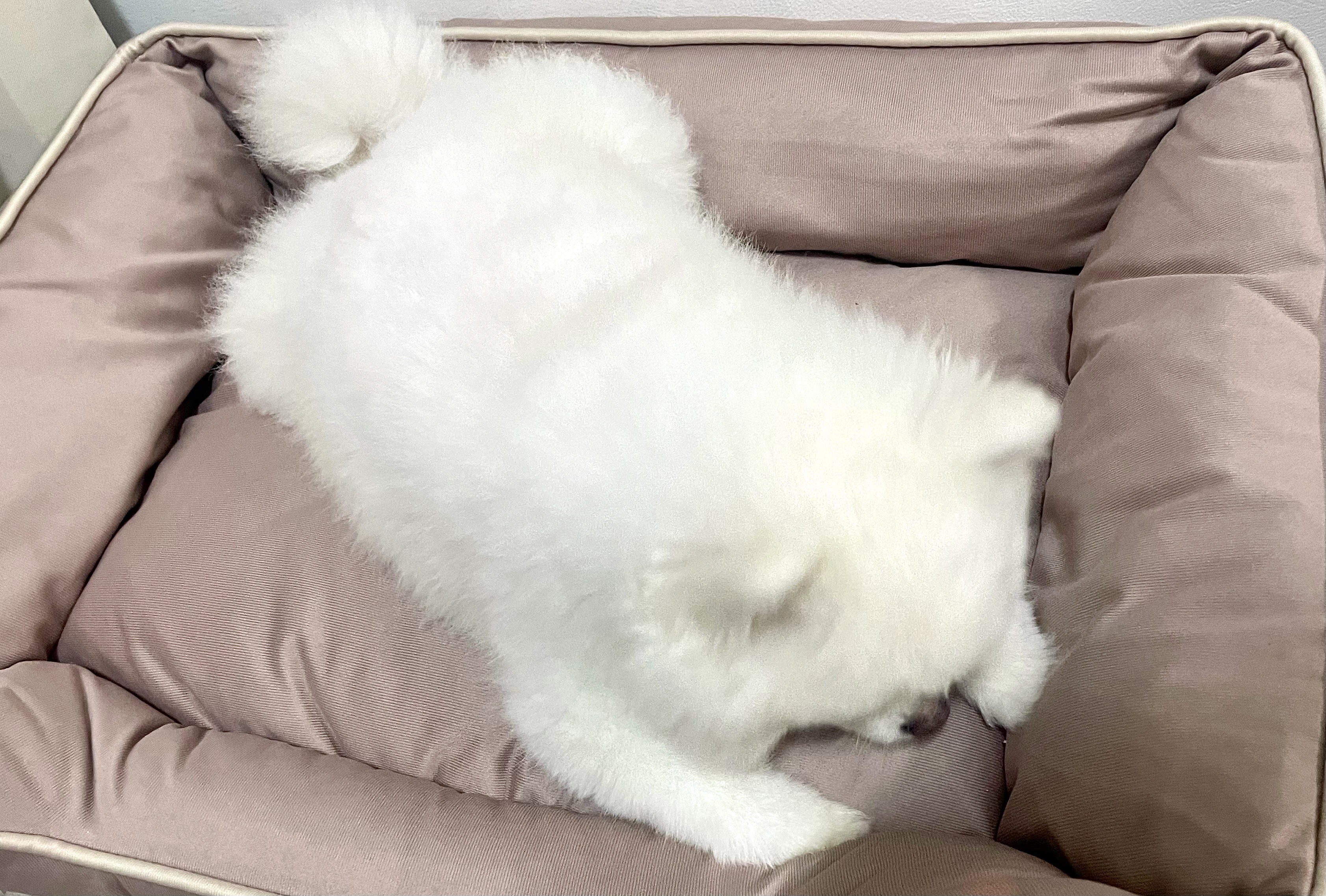 라니온