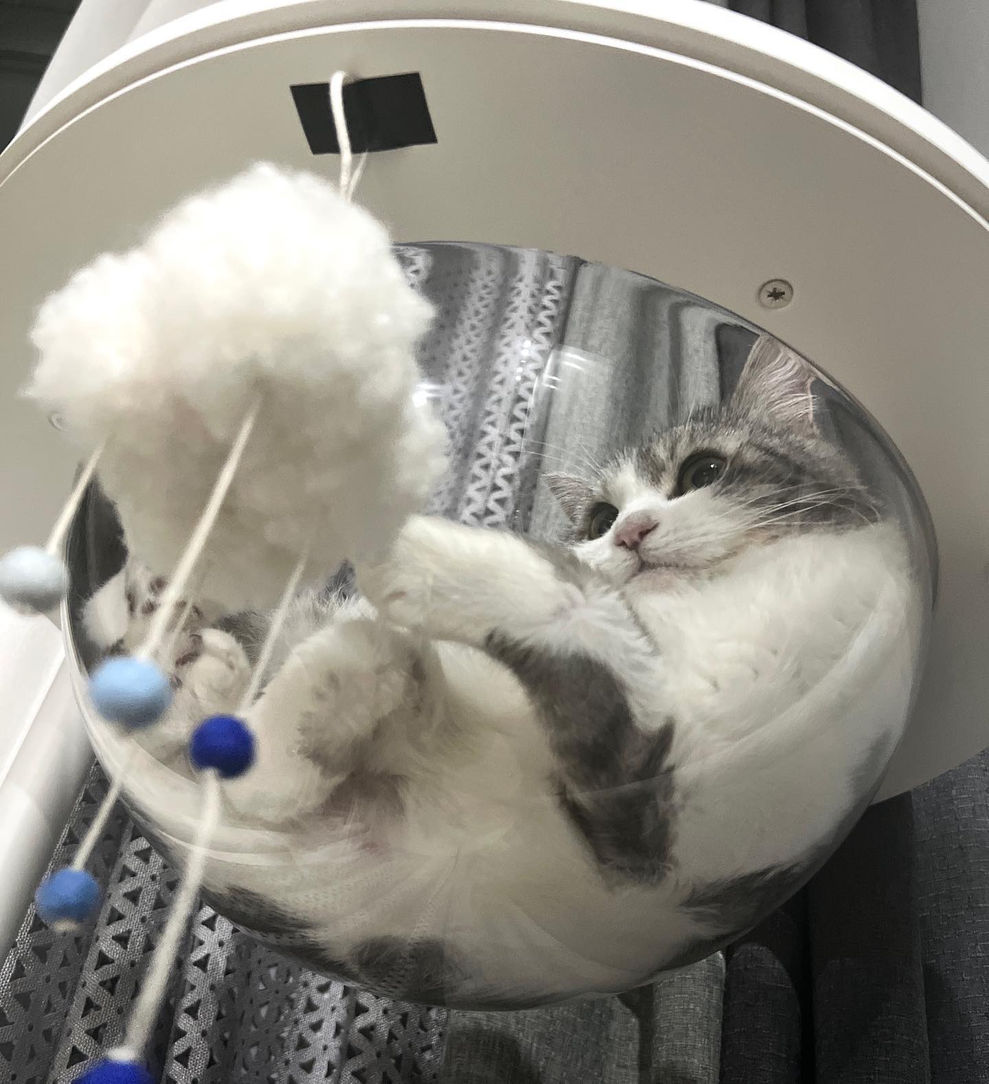 Nighty-night🛌💤
.
.
.
.
.
.
.
.
.
.
#사지마세요입양하세요 #귀여운고양이 #귀여운짤 #고양이일상 #고양이해먹 #고양이해먹추천 #고양이캣타워 #일룸캣타워 #고양이모델 #냥플루언서 #협찬 #웻노즈