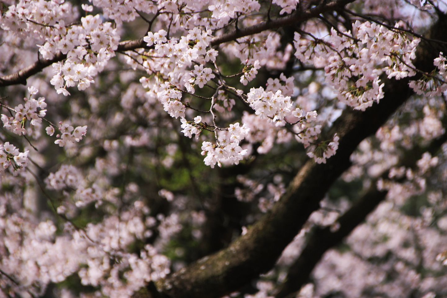#봄
#벚꽃
#사진기록중
#뷰파인더로본세상📸 
#지난벚꽃사진🌸
#photography
#사진찍는여자🙎‍♀️
#cannnimagestorming
#canoncamera