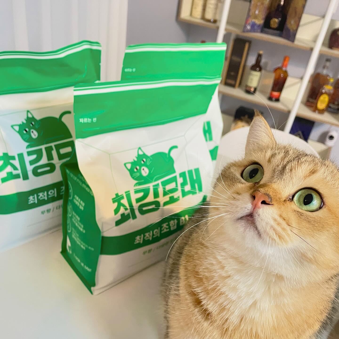 📌 #협찬 #제품제공 #무료제공
💪 B1 최강모래 ꕤ wiht_ choikang_sand 

 ฅ^•ﻌ•^ฅ

📌 임직원들의 집사 생활 평균 15년이상! 

✅  ᴄʜᴏɪᴋᴀɴɢ_sᴀɴᴅ_에서 <최강모래> 를 보내주셨어요 ! 

아무래도 모래 이다 보니, 아이들 생각해서 
신중하게 결정했는데 지금 너무너무 대만족!

솔직히 모래 유목민 생활 하는 집사님들 진짜 많으시잖아요, 
저 또한 그래서 <우리 애들이 이제 만족하는거 같으니 정착해 보자>  하다가도, 냄새 문제 감자 뭉침 등등 여러가지 하나씩 
문제가 나와서 항상 고민이었는데,

기존에 있던 모래 전체갈이 하는데 또 한번 느꼈습니다..
이 먼지들을 다 먹고 있었던 것인가..... (◦˙▿˙◦) 

일단 모래 라면 애들이 워낙 좋아하지만, 
모래 부어줄때 들어가면 꼭 한번씩 기침하는데 
일단 그게 없어서 첫번째 만족 
두말 할거없이 둘째가 들어가서 바로 써줬는데 뭉침 만족
근데 왜이렇게 혜자 스러운 가격에 나와있을까 
서칭도 많이 해봤습니다. 

✅ ᴄʜᴏɪᴋᴀɴɢ_sᴀɴᴅ_<최강모래> 는 

❑ 40마리 이상의 다묘 집사 임직원들이 만들어낸 최고의 결과물! 

❑ 와오밍산의 합리적인 가격 생산지 직출고 혜자스러운 가격이 가능! 

❑ 다양한 와오밍산 모래중에서도 채광된 장소에 따라 
특성이 달라지는데 총 3600여가지 조합 3년간 테스트! 
1% 비율 배합도 놓치지 않은 시크릿 레시피로 탄생한 모래!

❑ 26회 3D 터보스핀 워싱을 통한 먼지 최소화!

❑ 굳기, 노더스트 , 탈취력 , 젤리보호 최상 ! 

❑ 200여명 집사와 500여마리 고양이들의 심사를 통과한 모래!

모든 벤토 모래가 비슷하고, 
집사가 봤을때도 크게 별차이 없다 느껴지지만 
전 전체 모래갈이나, 모래를 다시 부어줄때 생기는 
먼지 또한 기술력이라 생각해서, 추천추천 드립니다! 

✅  2 + 1 제공으로 두개를 사면 하나 더! 
완젼 혜자스러운 혜택있으니까
꼭 달려가서 확인해보세용 

궁금하다면 자세한 제품은 ꕤ 
wiht_ choikang_sand 
프로필링크 홈페이지에서 확인 ✌🏻

📌 #협찬 #최적의조합 #제품제공 #벤토나이트모래 #고양이모래 #고양이모래추천 #고양이 #고양이인스타 #instacat #cat #catlife #instacat_meows #집사 #집사소통 #catinstagram #catinsta #개냥이 #브리티쉬 #브리티쉬숏헤어 #britishshorthair