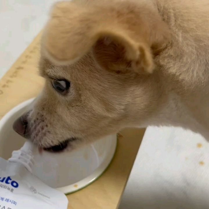 #광고
#강아지우유 
그냥 #펫밀크 가 아니고 단백질이 함유된 
#강아지펫밀크 예요! 
수의영양학 기준으로 하루기준치 단백질 함량 40% 충족!! 
#실외배변견 #강아지음수량 도 채워줄 수 있는데 
#강아지간식 으로도 너무 좋아해요! 

#닥터뉴토 #하루한팩단백질펫밀크 #펫밀크는단백질함량이중요 #단백질40%펫밀크

단백질을 꾸준하게 챙길 시 근육 증진 및 관절 튼튼. 
체력 관리와 면역력 개선도 기대할 수 있겠어요. 

dr.nuto_official