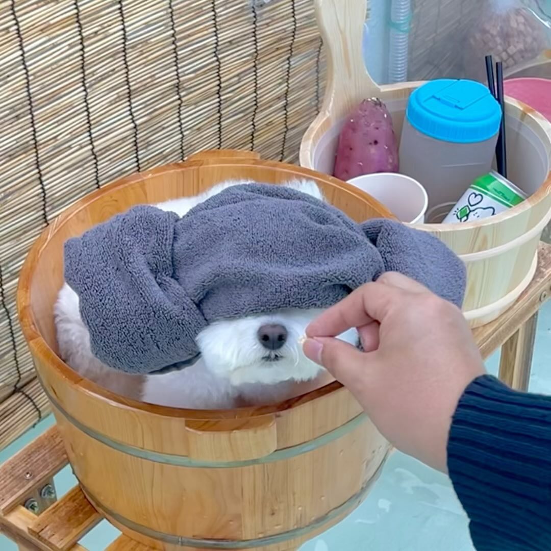 #장소제공 몸 지지면서 먹는 맥반석 계란이 맛있는 법🥚♨️ 앞이 안보여도 일단 먹어야겠다는 강한 의지의 멈머미😌👊

여름에 잘 놀고왔던 소소온기 수영장이 온천으로 변해서 깜짝 놀랐지 모예요!!😳 겨울컨셉으로 모닥불 생겼대서 보러 가야지 했다가 다시 반하고 온🫶🏻 족욕에 식혜+구운계란까지 넘 완전한 노천탕이어서 놀랬어요🩵 갈 때마다 애견카페 보단 휴양지같은 곳..♨️

#소소온기 #남양주애견카페 soso_ongi