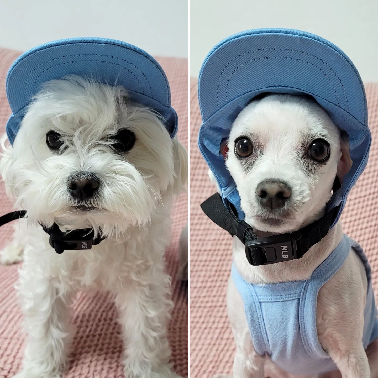 🐶🤭🤭😍😍
#미용전후
#비포애프터 
#모자가커졌어요
#내가누구개
#강아지일상
#강아지그램
#댕댕이
#말티즈
#개아들