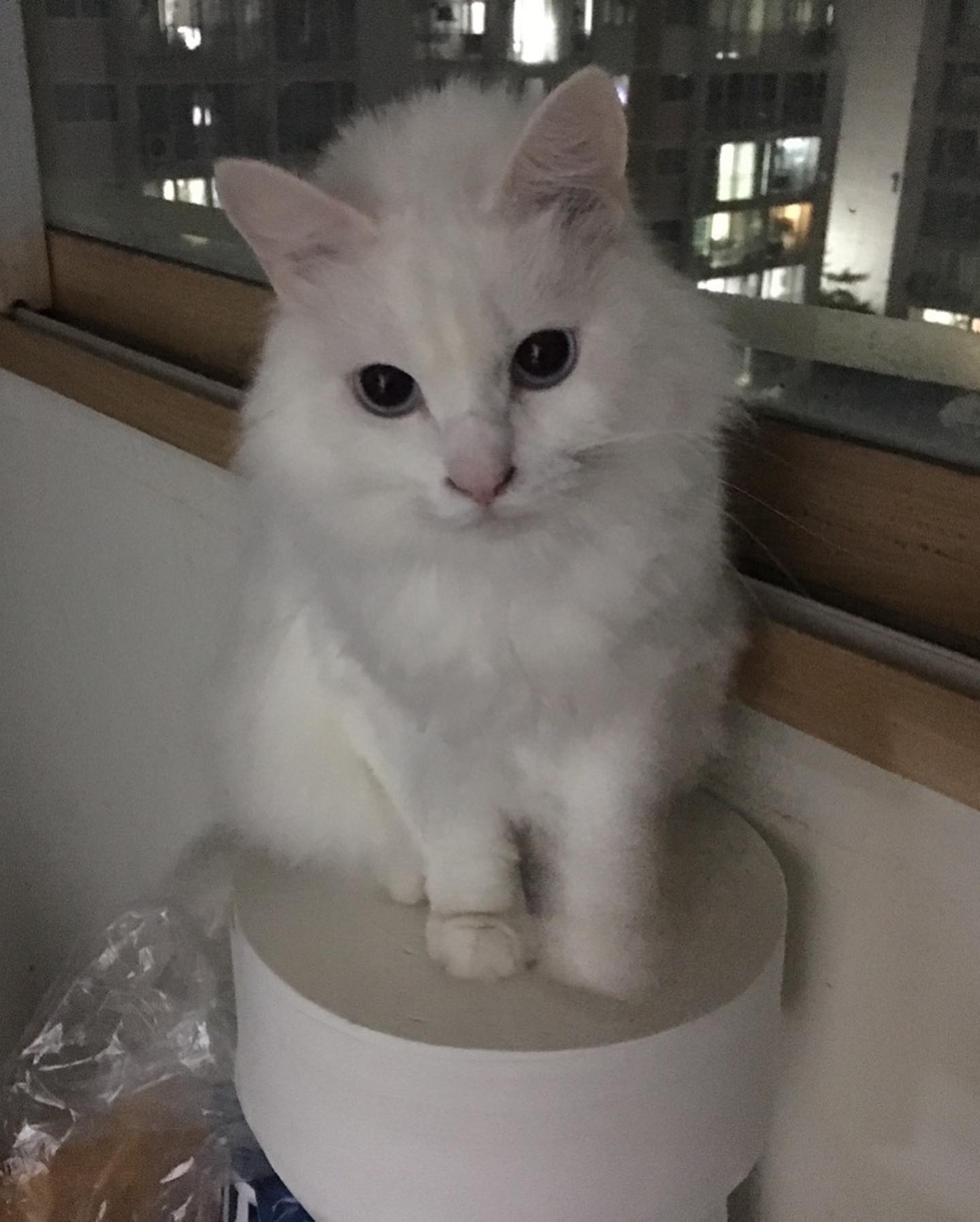 포켓몬처럼 생겼다